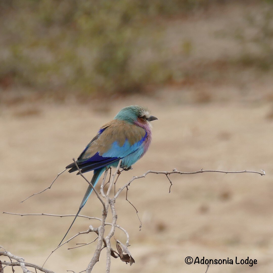 Friday feathers 🦅 🦉 🦜🕊

Lilac-breasted roller.

#bird #birdsofinstagram #Krugerlowveld #birds #birding #birdlifesouthafrica #birdsofinstagram  #birdsofafrica  #colourful  #wildlife #nature #backyardsafari #natgeowild #birdlifesouthafrica
#grietji