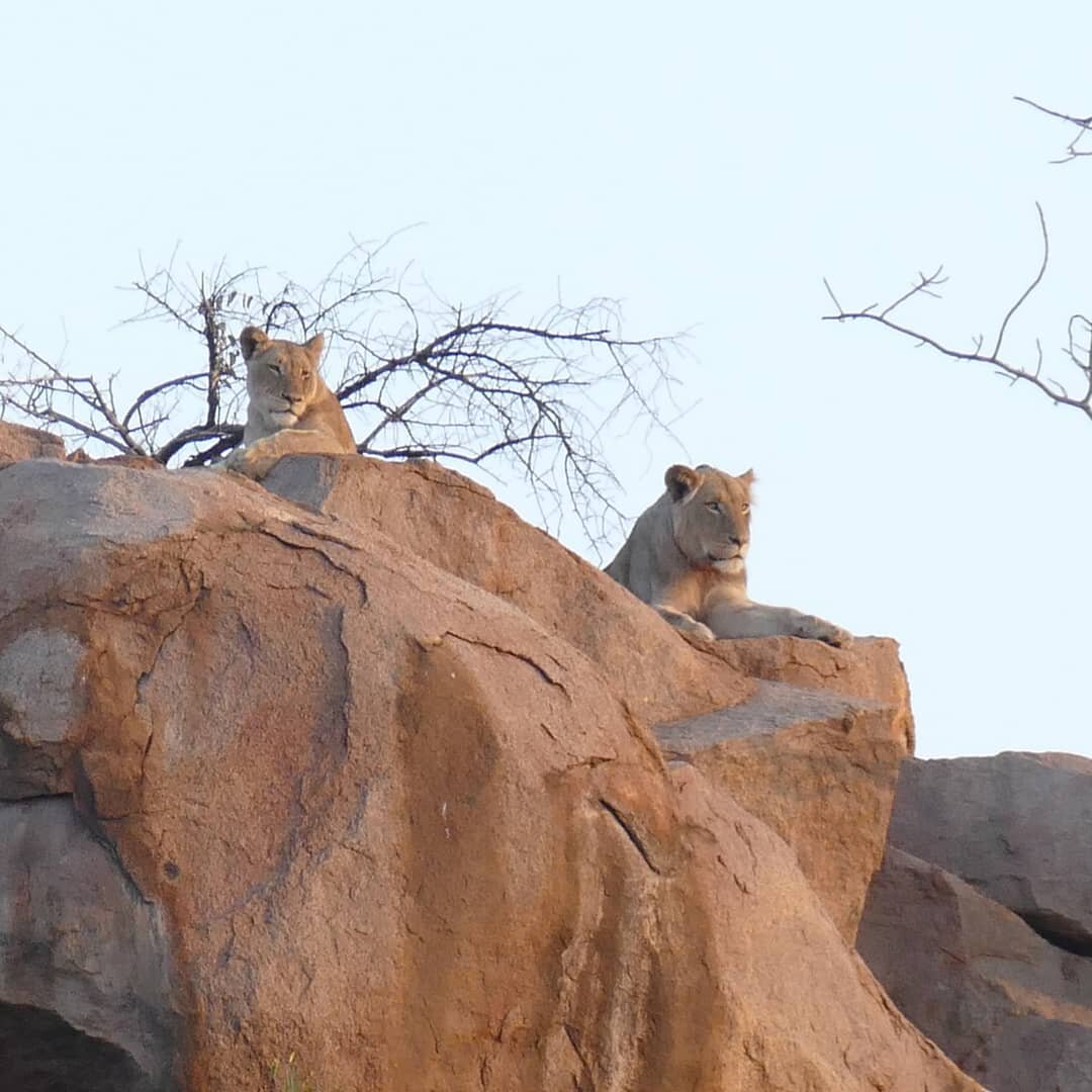 It's not caturday yet but apparently these lions don't know that. They have been visible from the garden for a couple of hours now.

#caturday #bigcats #lions #lionking #circleoflife #wildlife #wildlifephotography #nature #animals #bigcats #balule #g