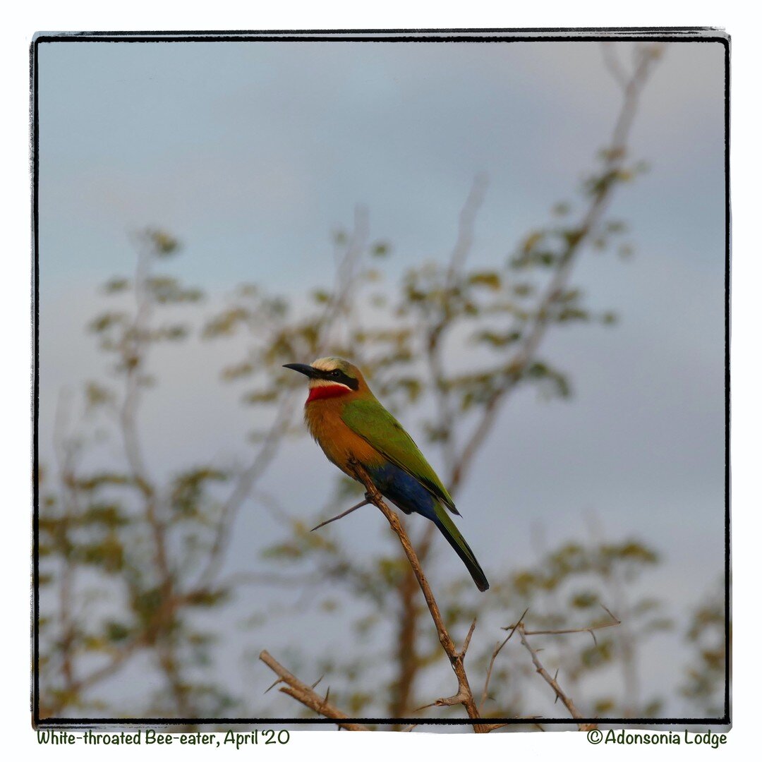 Friday Feathers 🦅🕊️🦆🦉

White-fronted Bee-eater

#bird #birdsofinstagram #birds #birding #birdlifesouthafrica #birdsofinstagram #birdsofafrica #wildlife #nature #capturethewild #wildlifephotography #menselense #gomagsa #southafrica #krugerlowveld 