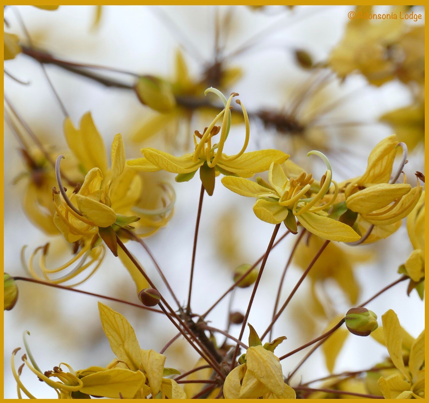 In the harsh African bushveld climate not many plants use their precious resources to produce showy flowers so these bright yellow flowers really stand out.

#spring #voorjaar #southafrica #zuidafrika #suedafrika  #bushveld #lowveld #flora #grietjie_