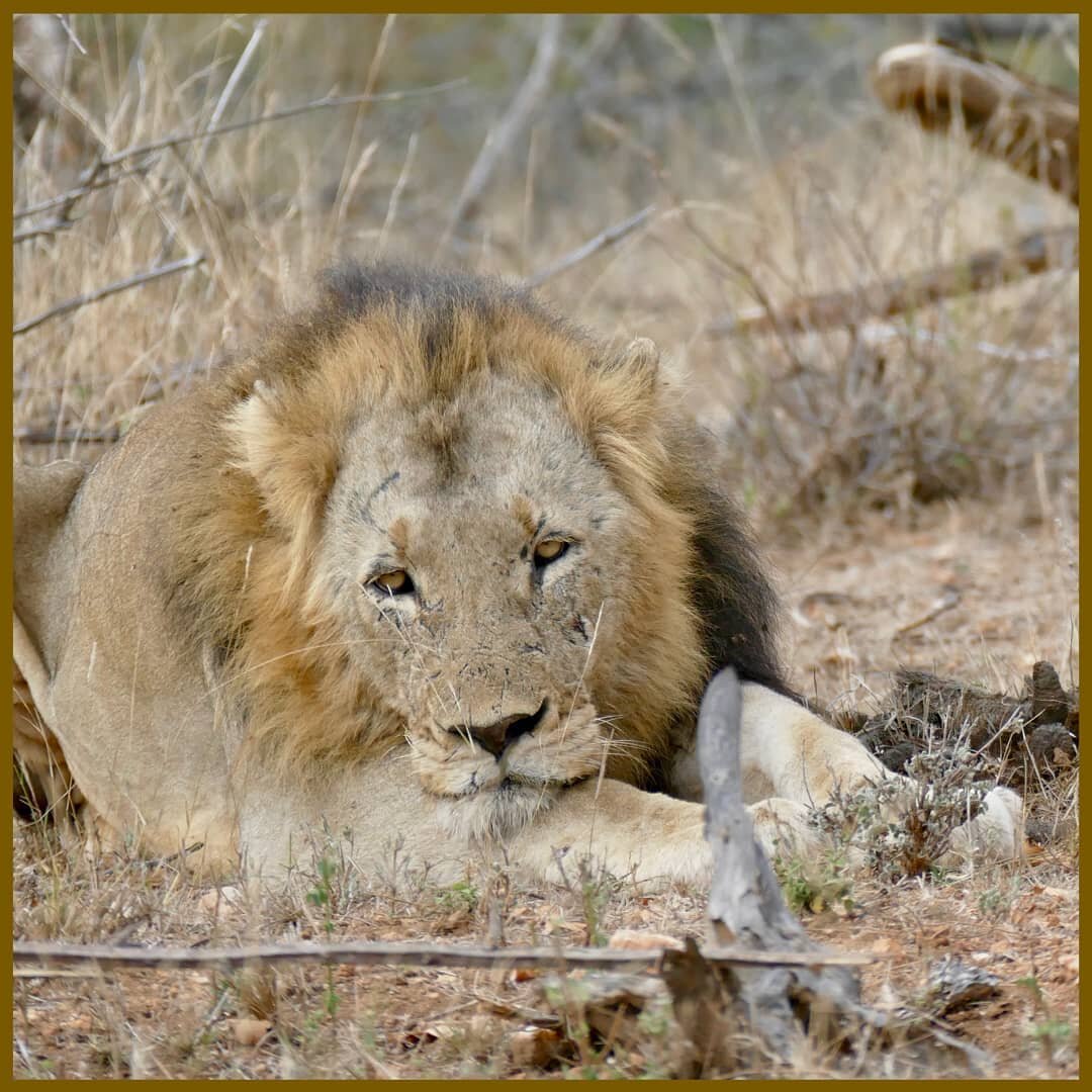 It's Monday again, time to face the week. Hope you're more enthusiastic than this guy 😄

#africa #bushveld  #grietjie_pnr #balule #wildlife #africageo #menselense #wildlifephotography #monday #goodmorning #lion #lionsofinstagram #lionking #lazy #ado