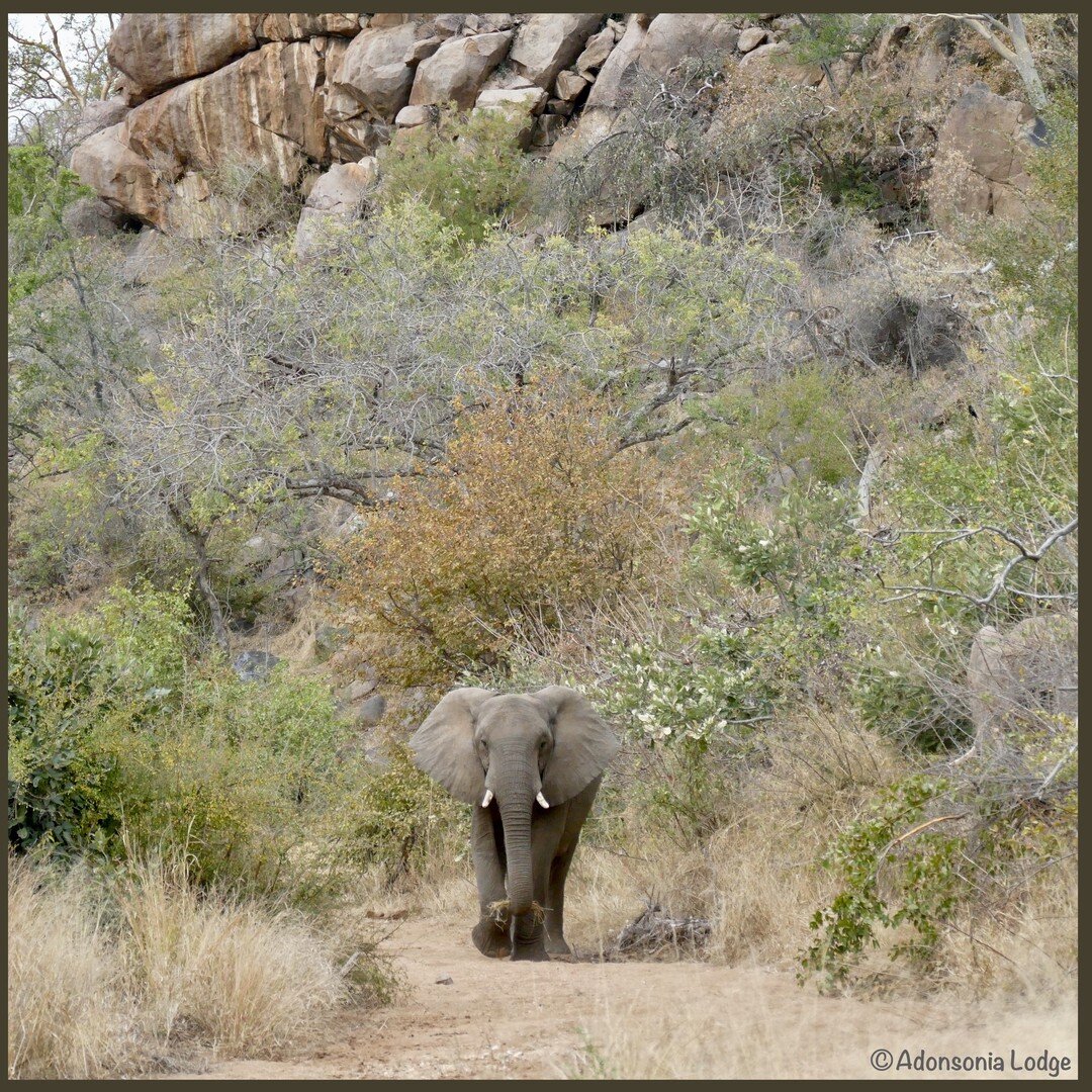 One of our gentle giants

#southafrica #grietjie_pnr #adonsonialodge #bedandbreakfast #bushbreak #inmygarden #wildlife #elephant #capturethewild #gentlegiant #greaterkruger  #zuidafrika #natuur #s&uuml;dafrika #s&uuml;dafrika_erleben #olifant #indetu