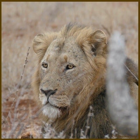 Woken up by the monkeys alarm calls, three lions in the garden just next to the gate. A female, a young male and this stunning older male. I wonder if there will be more cubs soon?

#adonsonialodge #bedandbreakfast #grietjienaturereserve #balule #bus