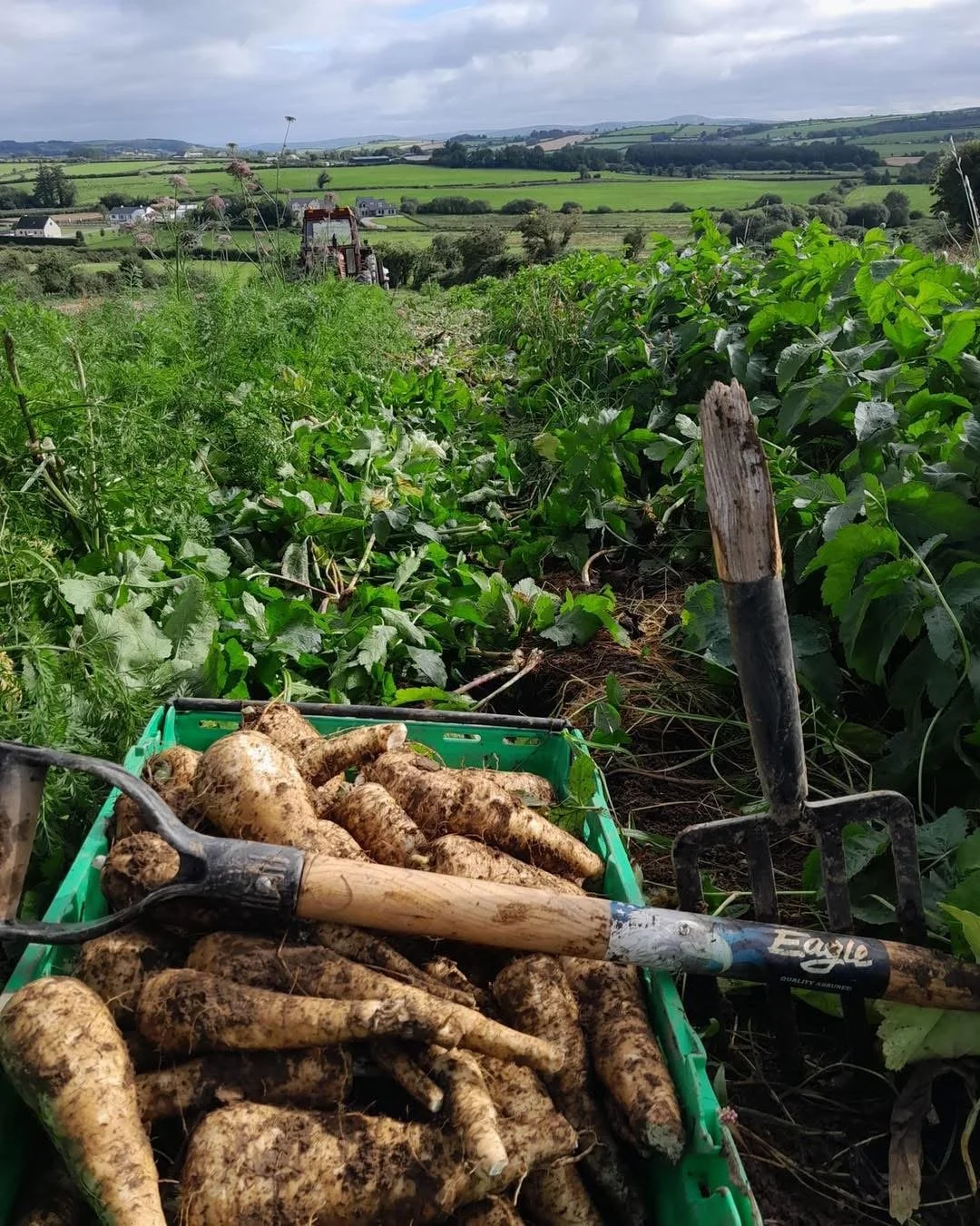 Ballyholey Parsnips