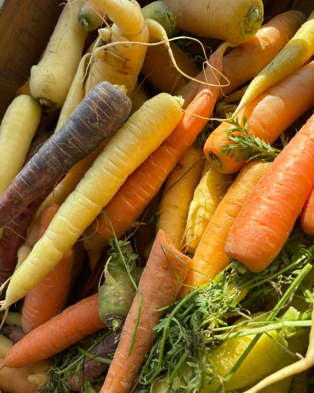 Ballyholey Carrots