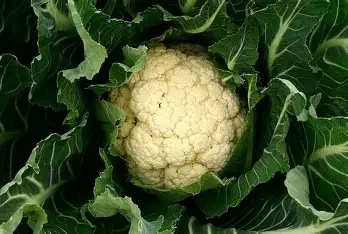 Ballyholey Cauliflower