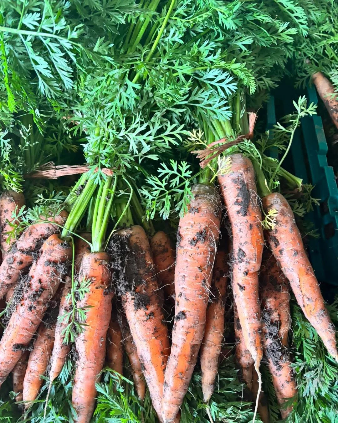 Ballyholey Dirty Carrots