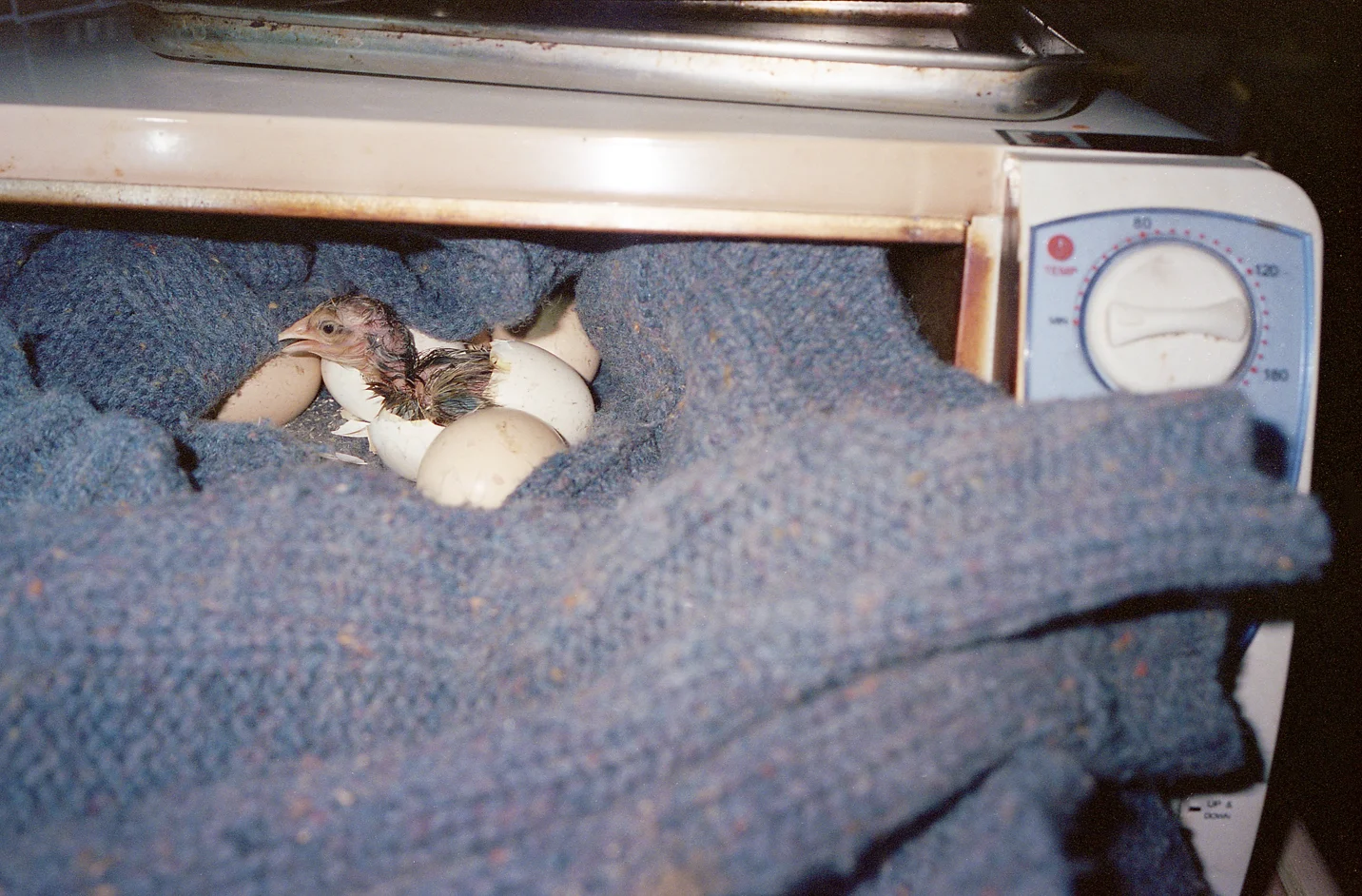 We didn’t have an incubator but with the help of a sweater and a toaster oven set very low we managed to hatch two chicks.