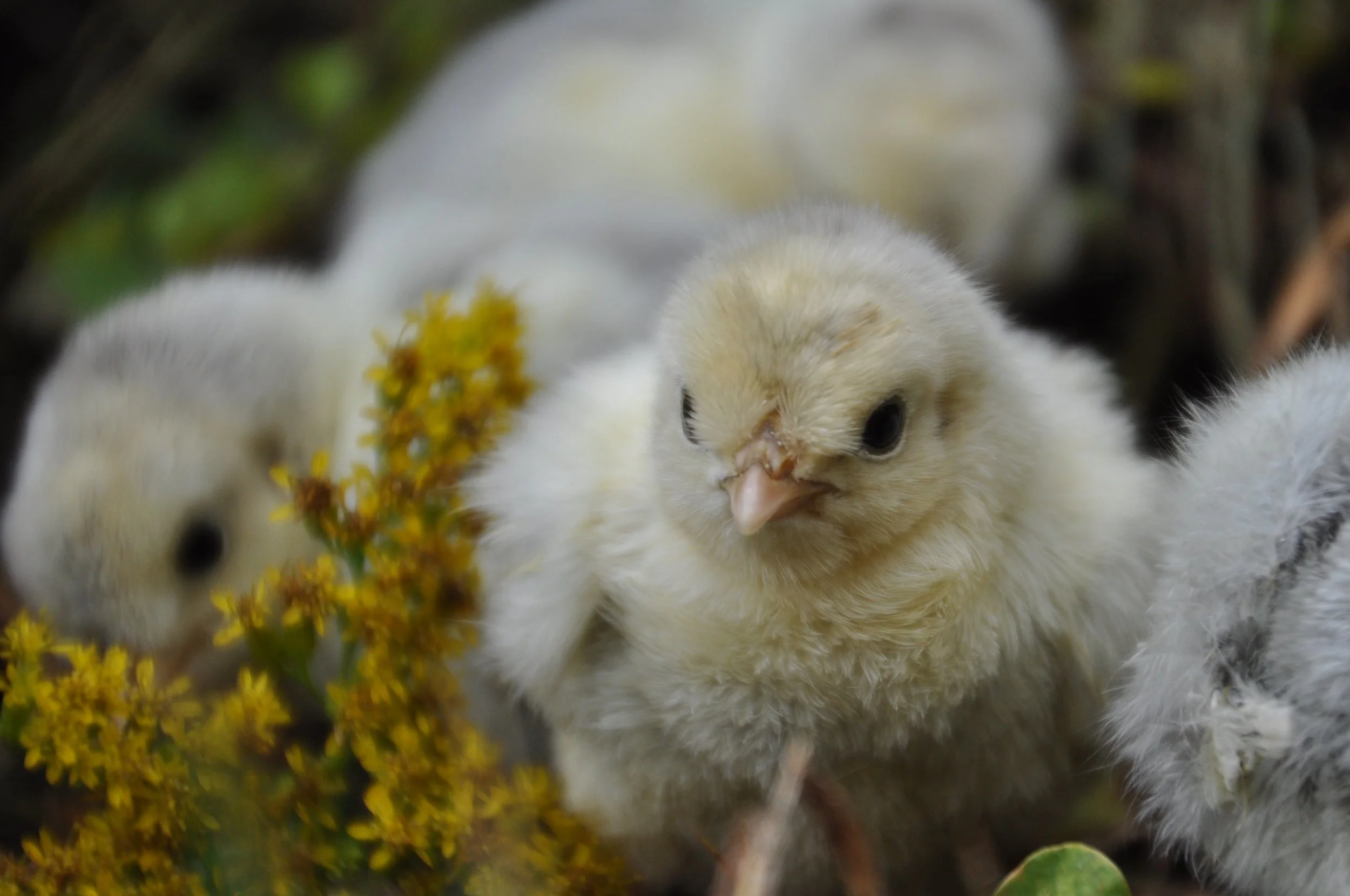 Spitzhauben chicks