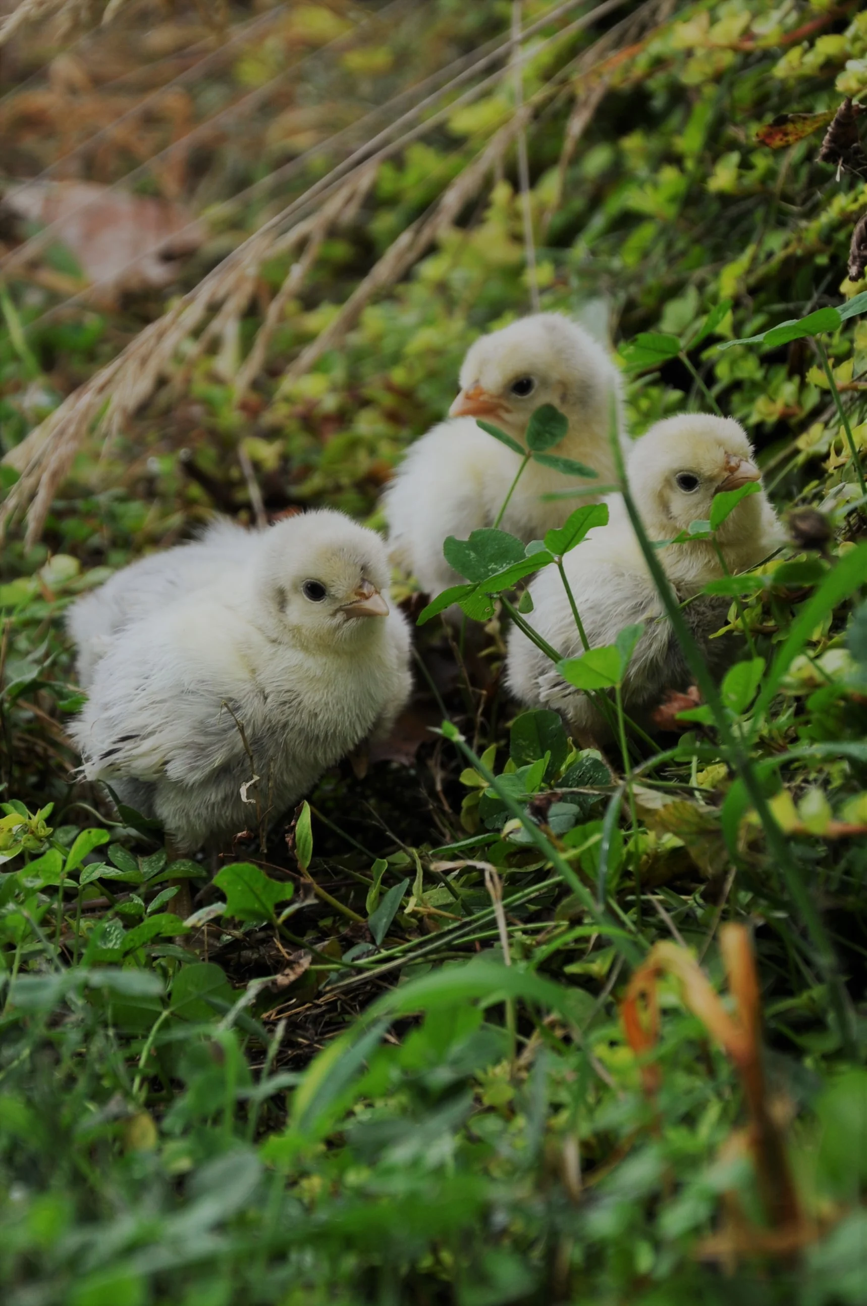 Spitzhaubenchicks8.jpg