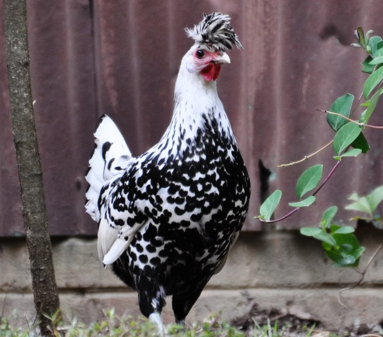 The Spitzhaubens we hatch are raised by our good friend, Jeremy.