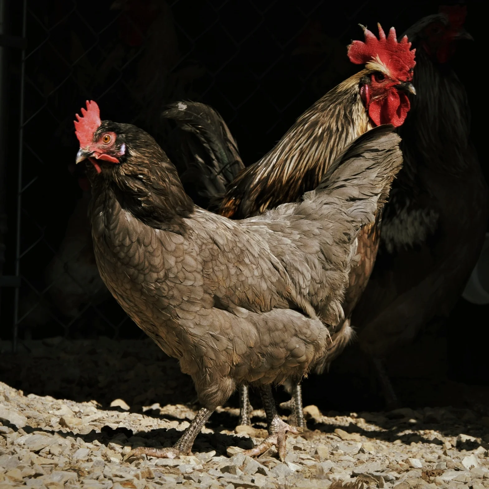 A blue Isbar hen. The Isbars in this line are Black, Blue and Splash.
