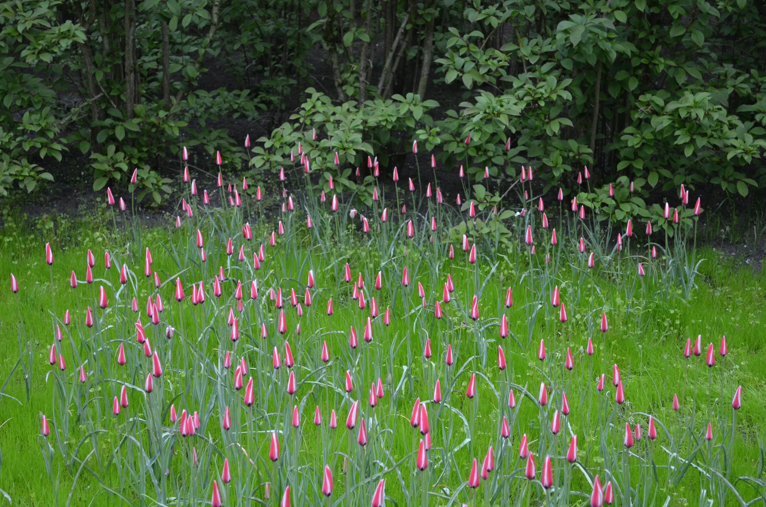 DSC_2319.JPG