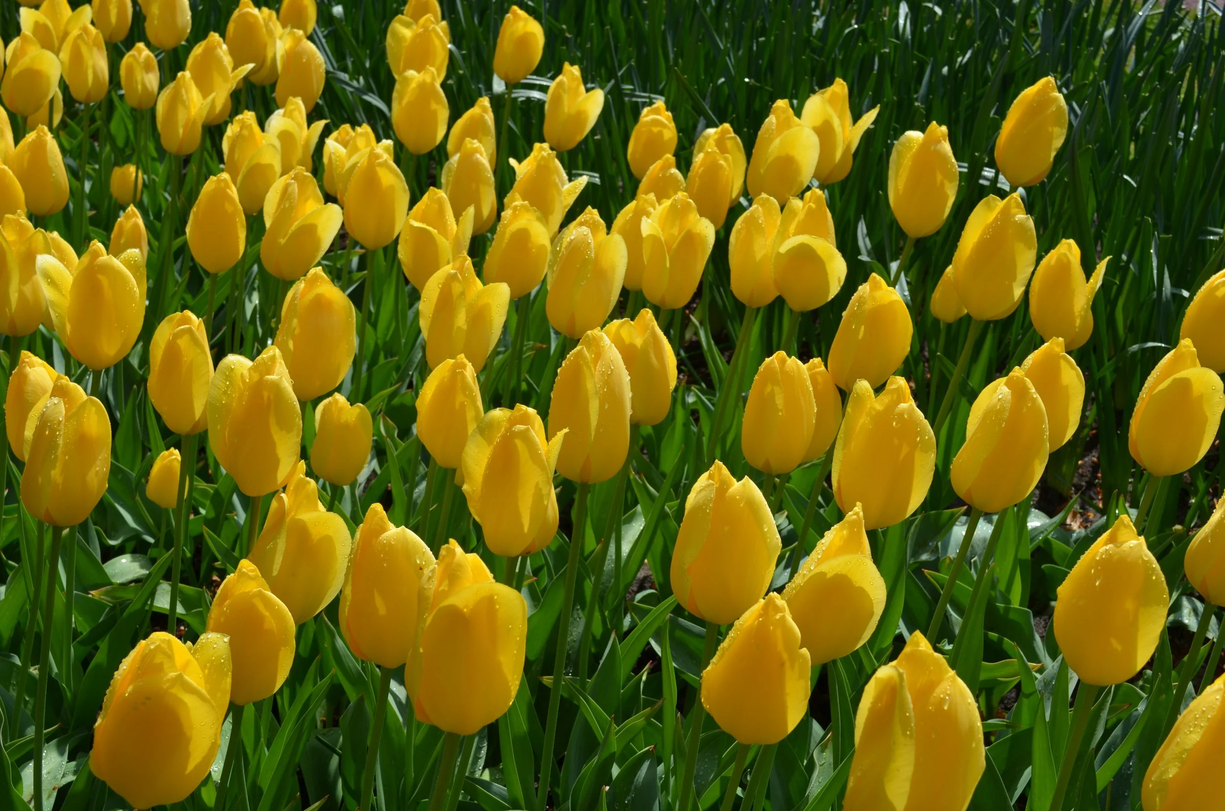 DSC_2362.JPG