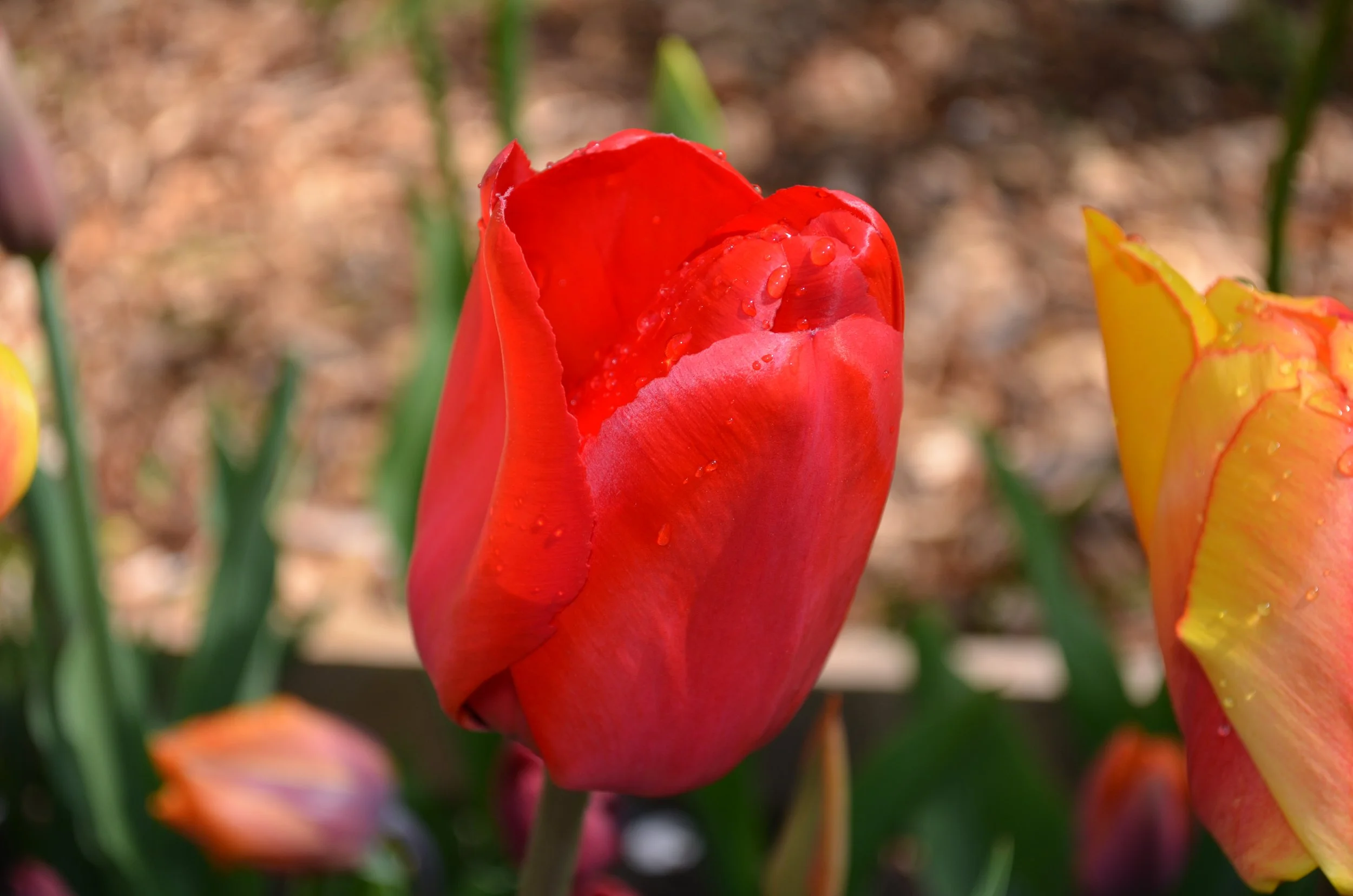 DSC_2393.JPG