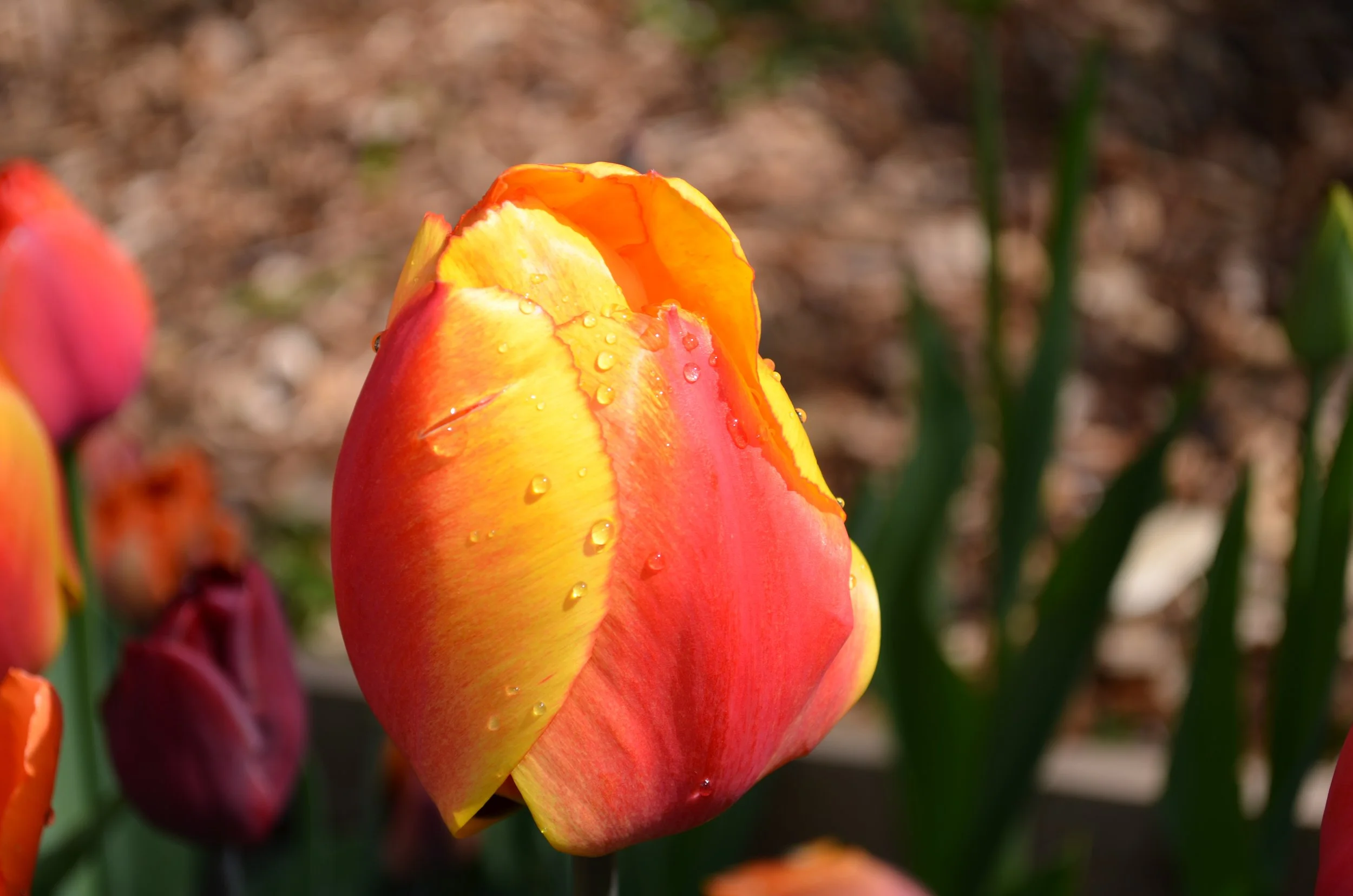 DSC_2394.JPG