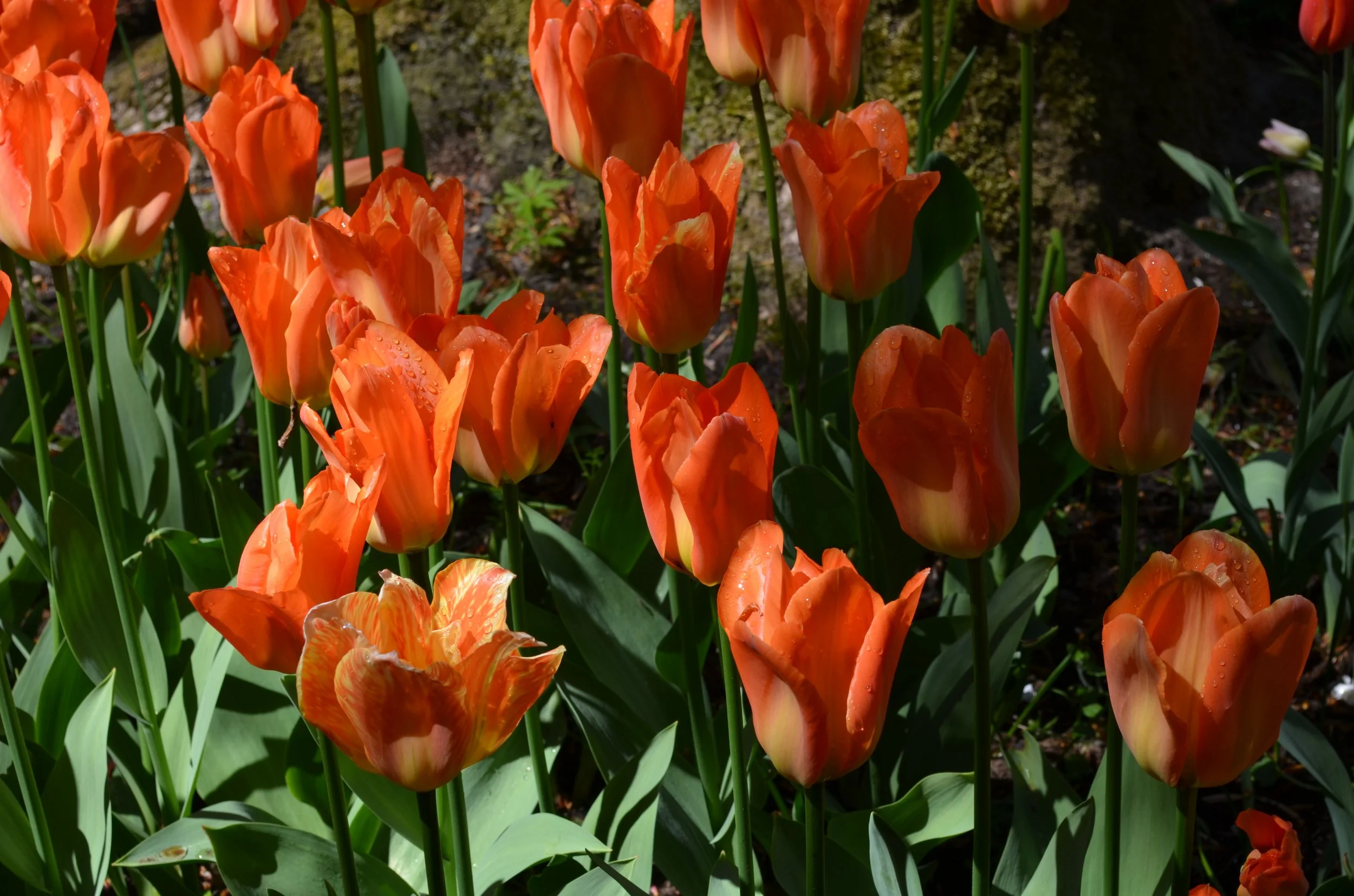 DSC_2412.JPG