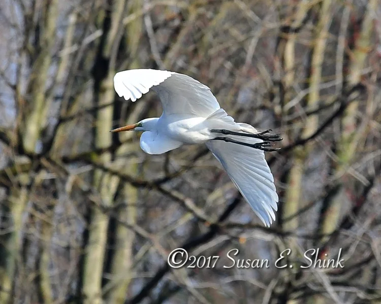 Egret in Flight