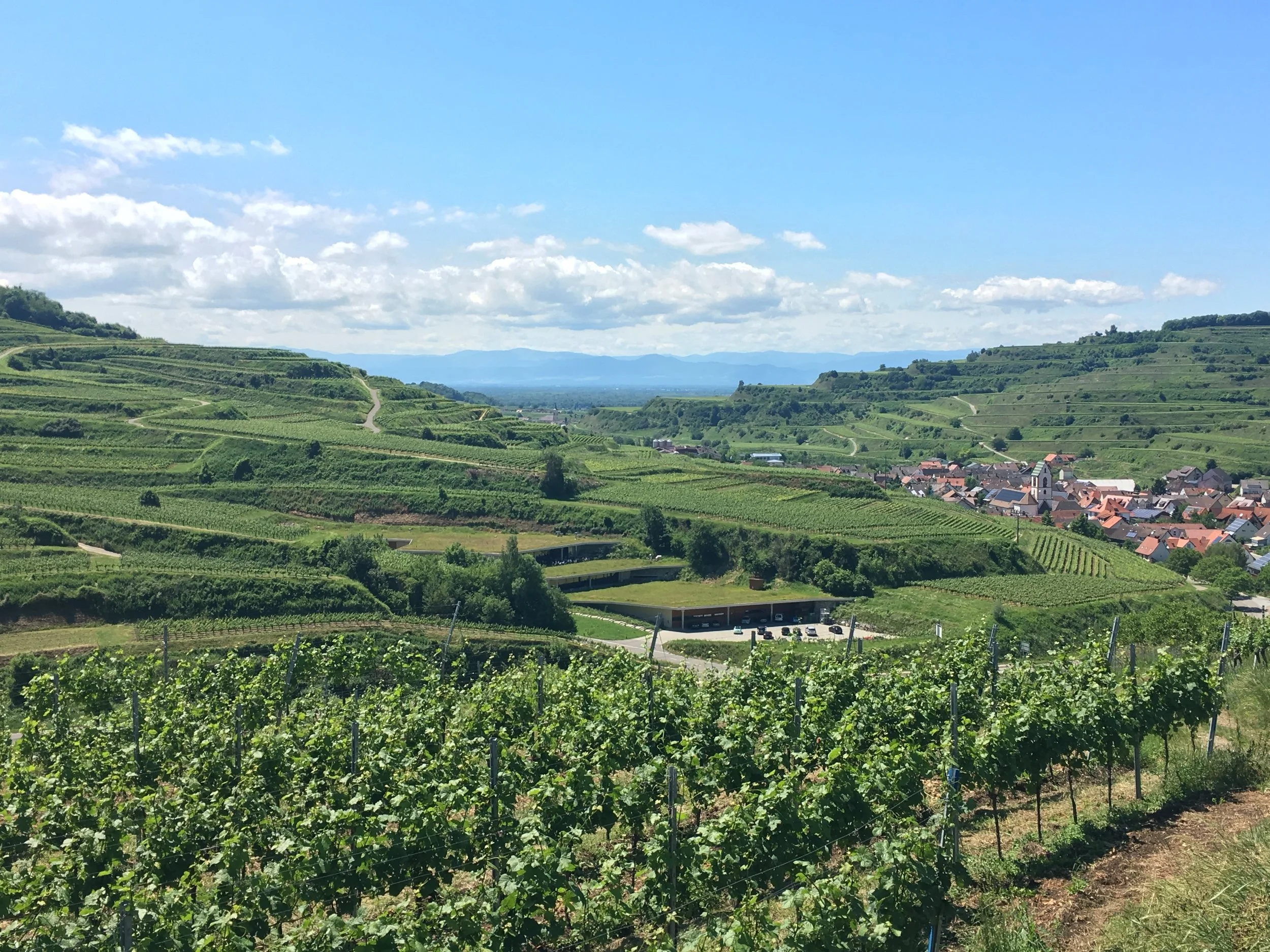 Can you spot the winery? It's hidden like a bunker with super-modern architecture (for a winery)