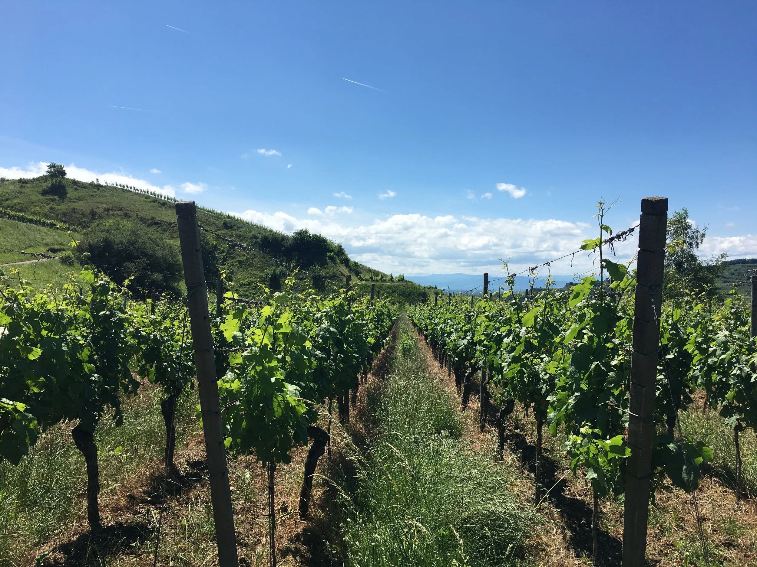 We took a hike through the never-ending vineyards