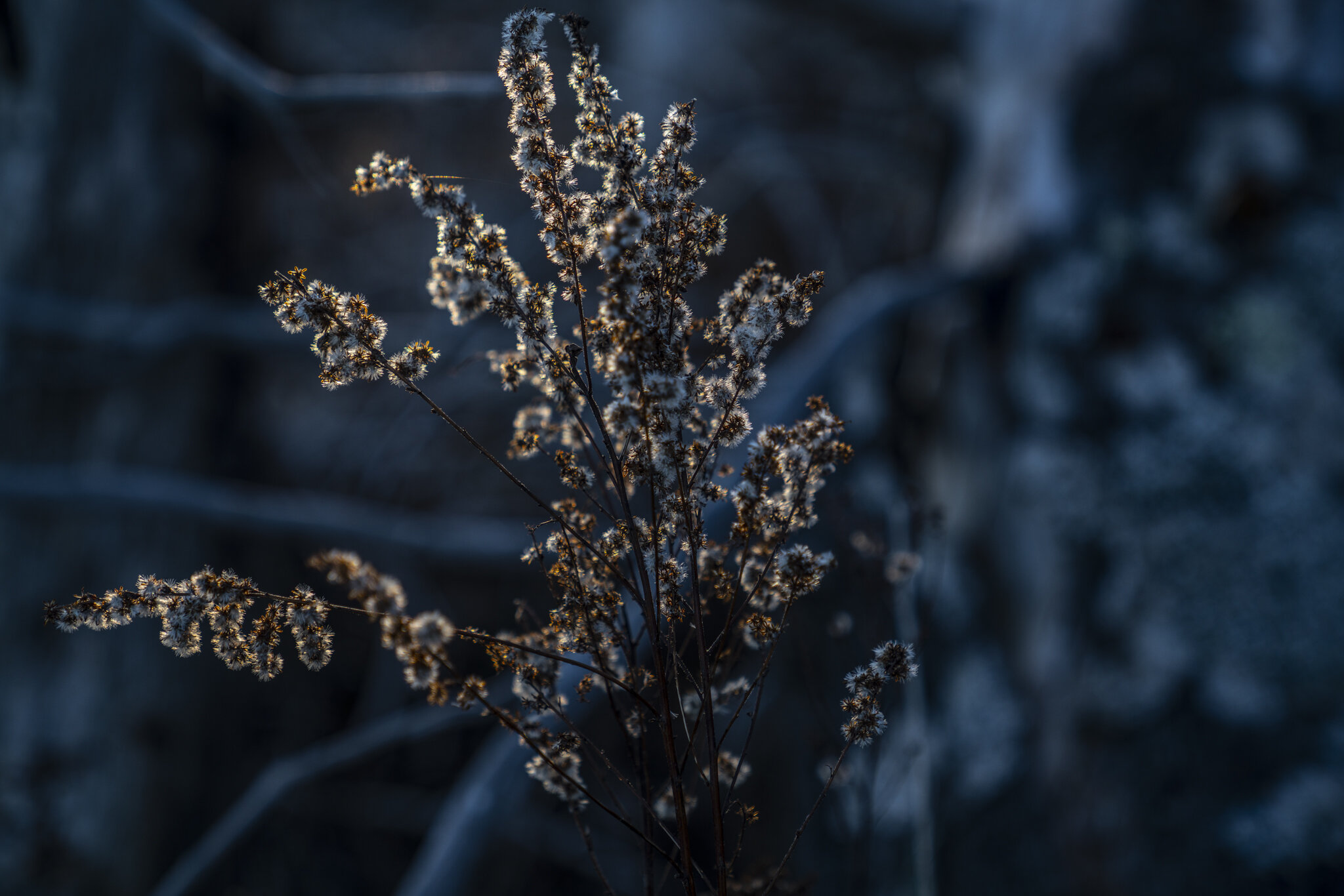 20191130-_BBW6079.jpg