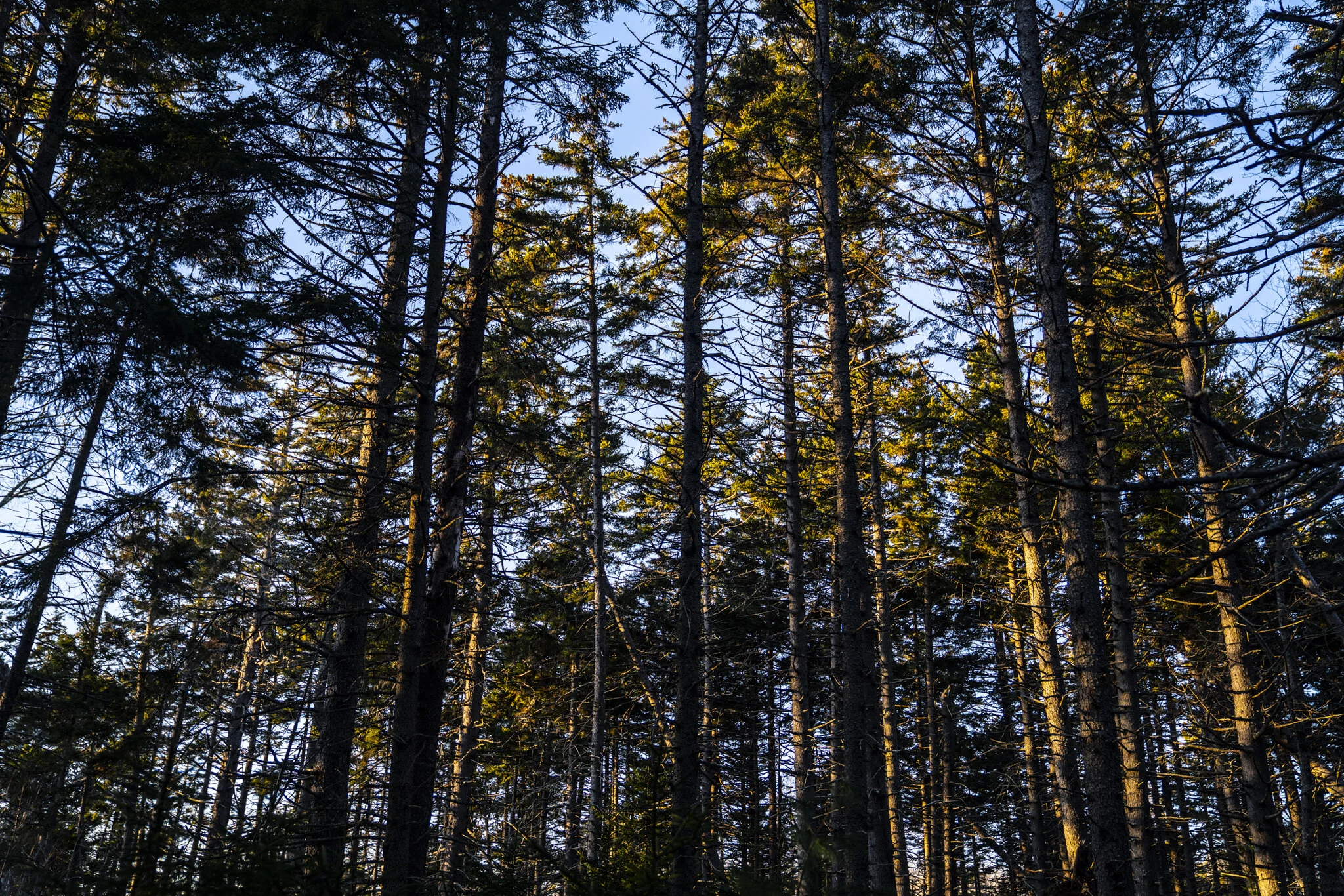 20191130-_BBW6103.jpg