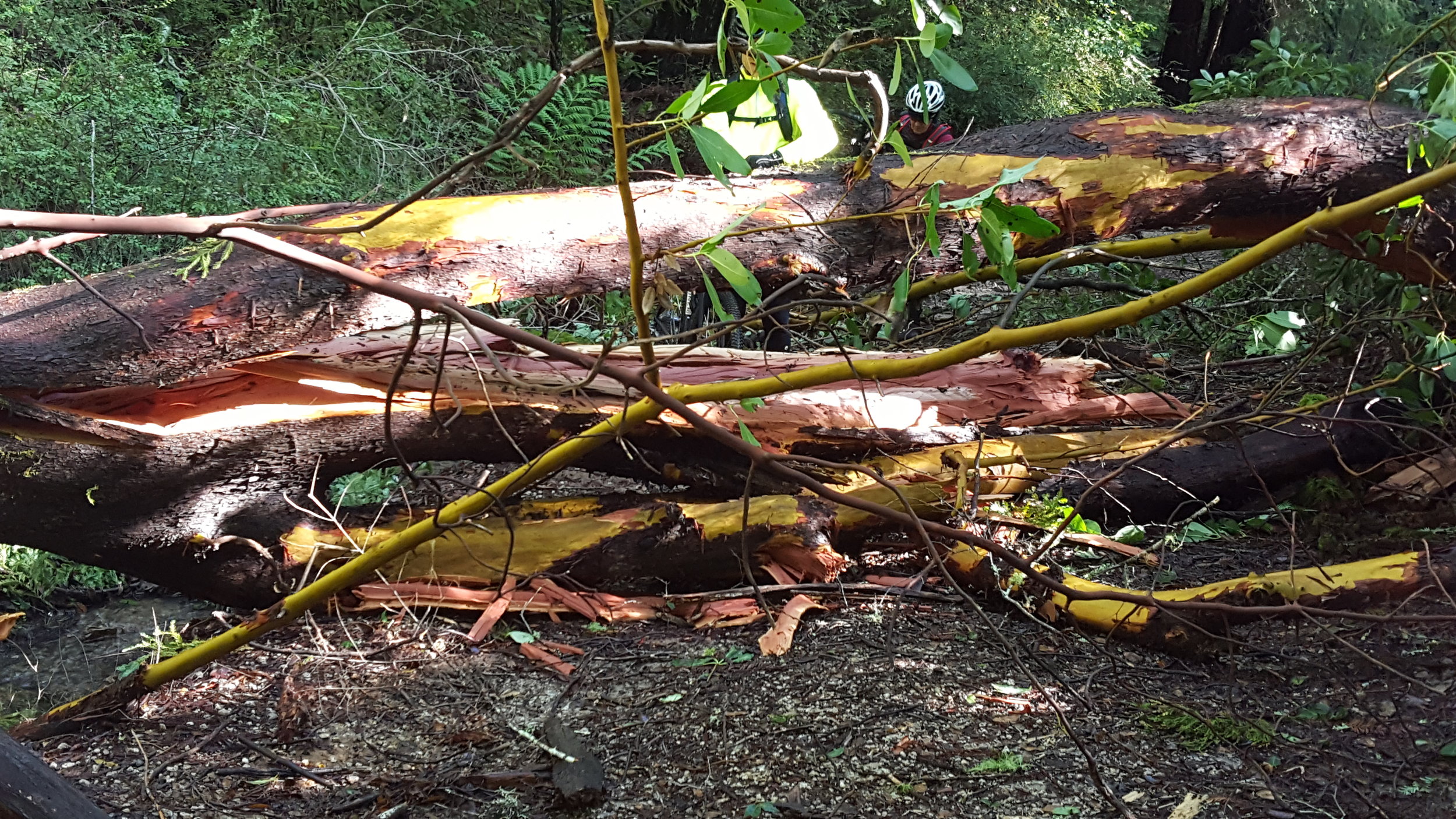 Madrone down on Gazos Creek Fire Road