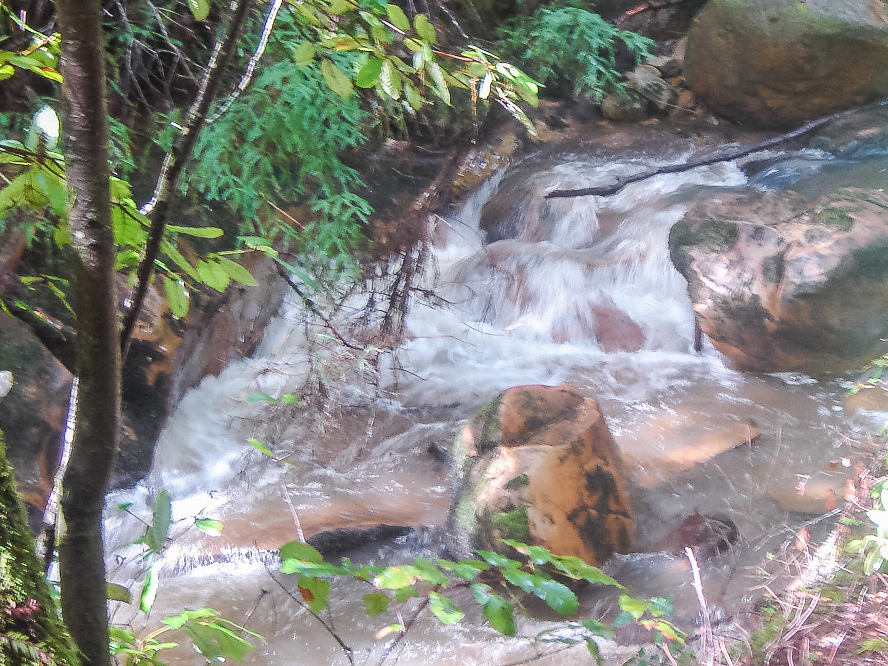 Sempervirens Creek