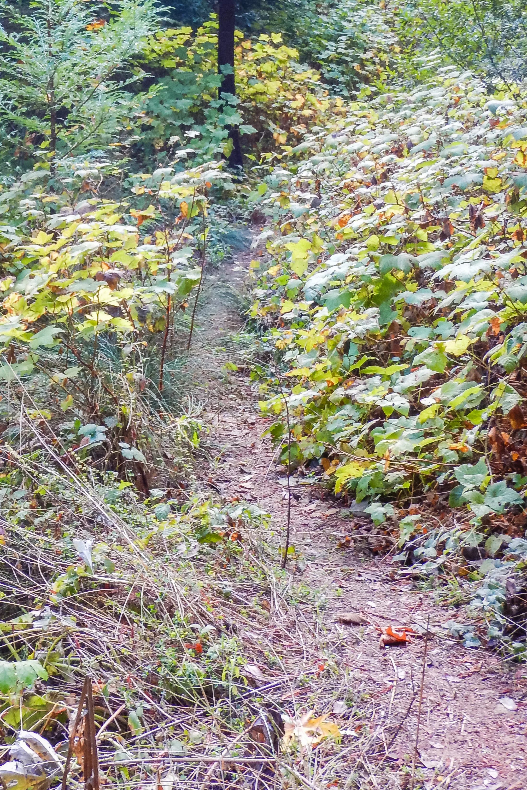 DSCN0737.JPG