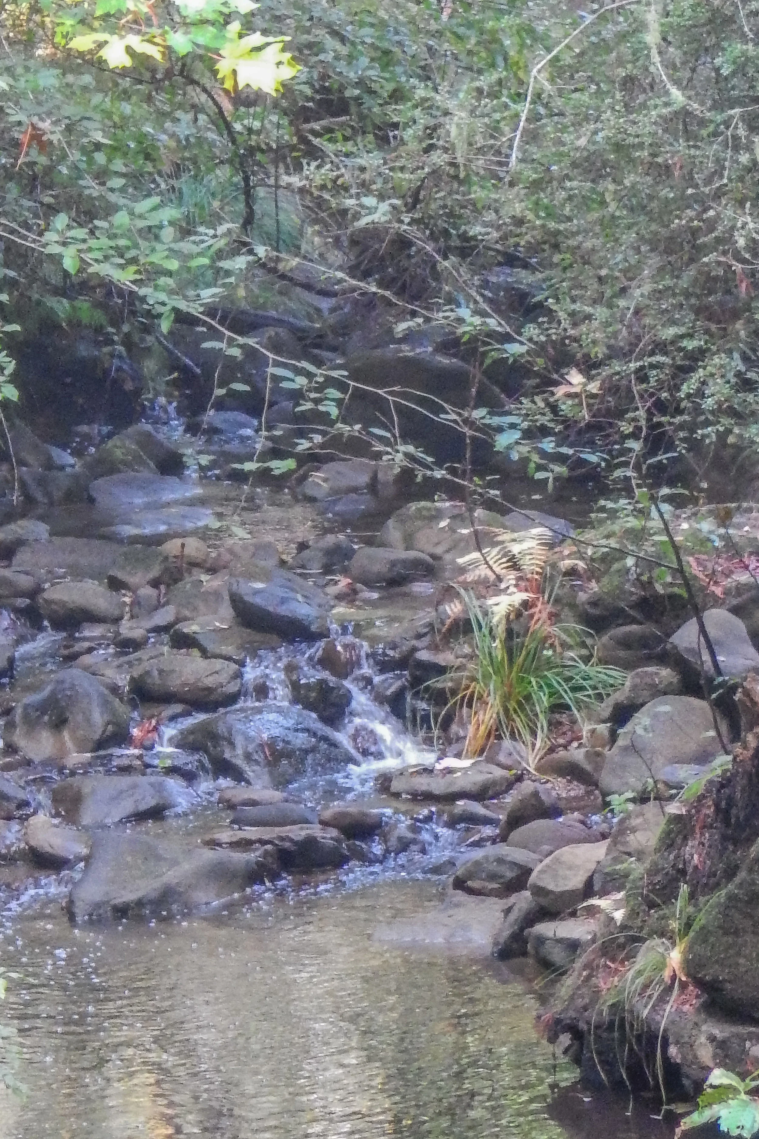 DSCN0726.JPG