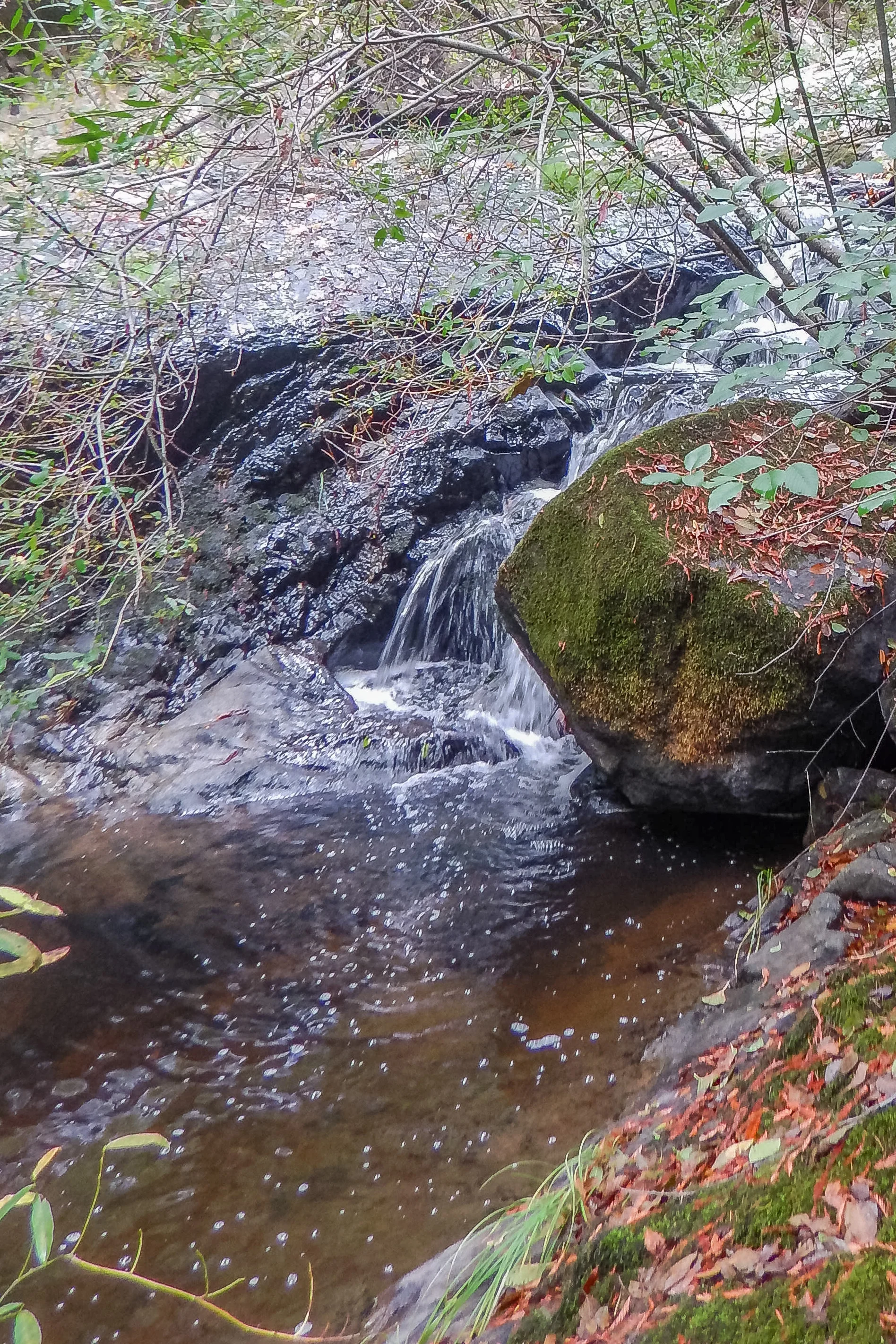 DSCN0729.JPG