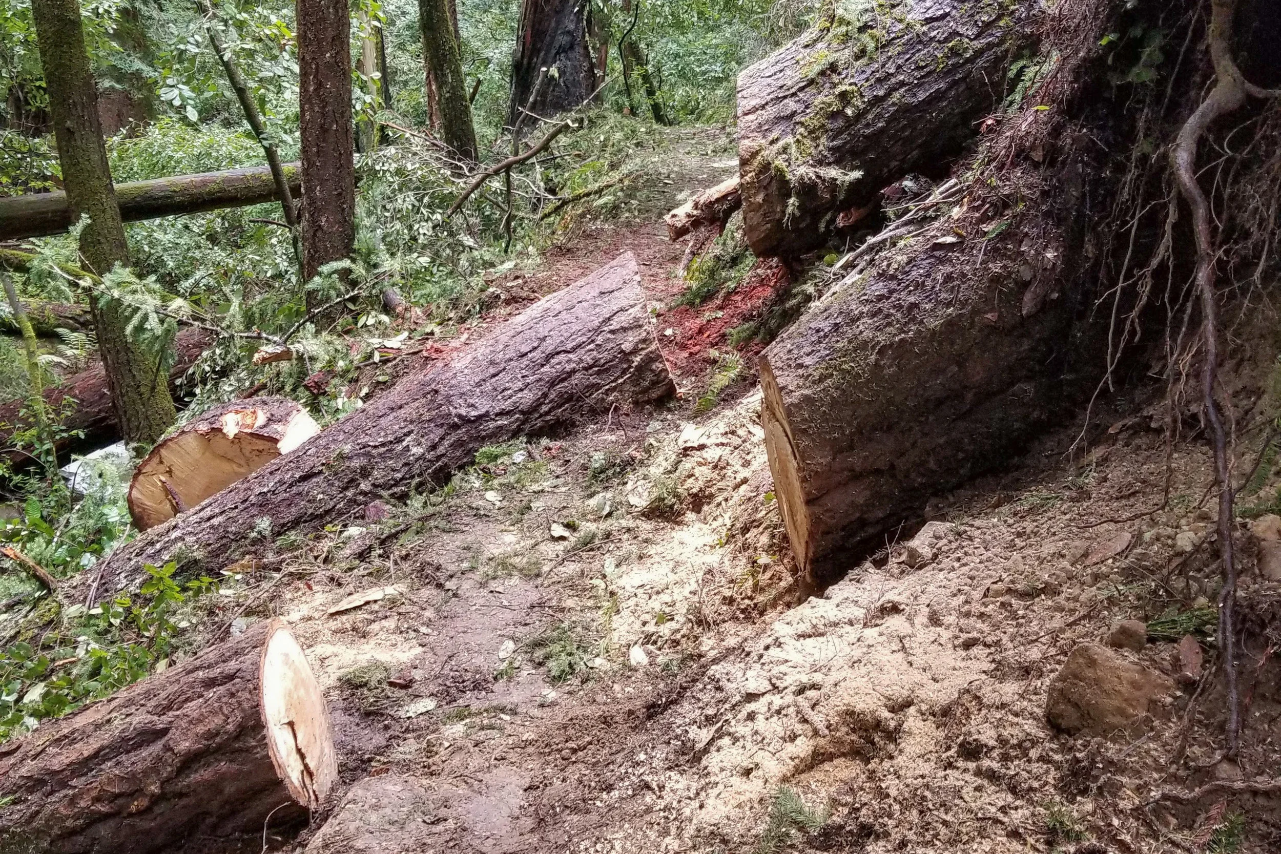 MAR 2019:  3 Crews Worked on Falls Area, Hollow Tree, and Dool Trails