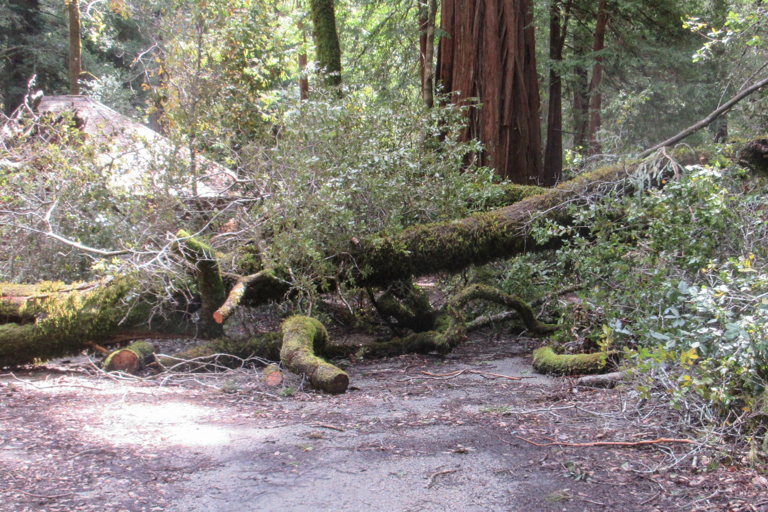 APR 2019: 3 Crews Worked on Creeping Forest, Campfire Area, and East Ridge