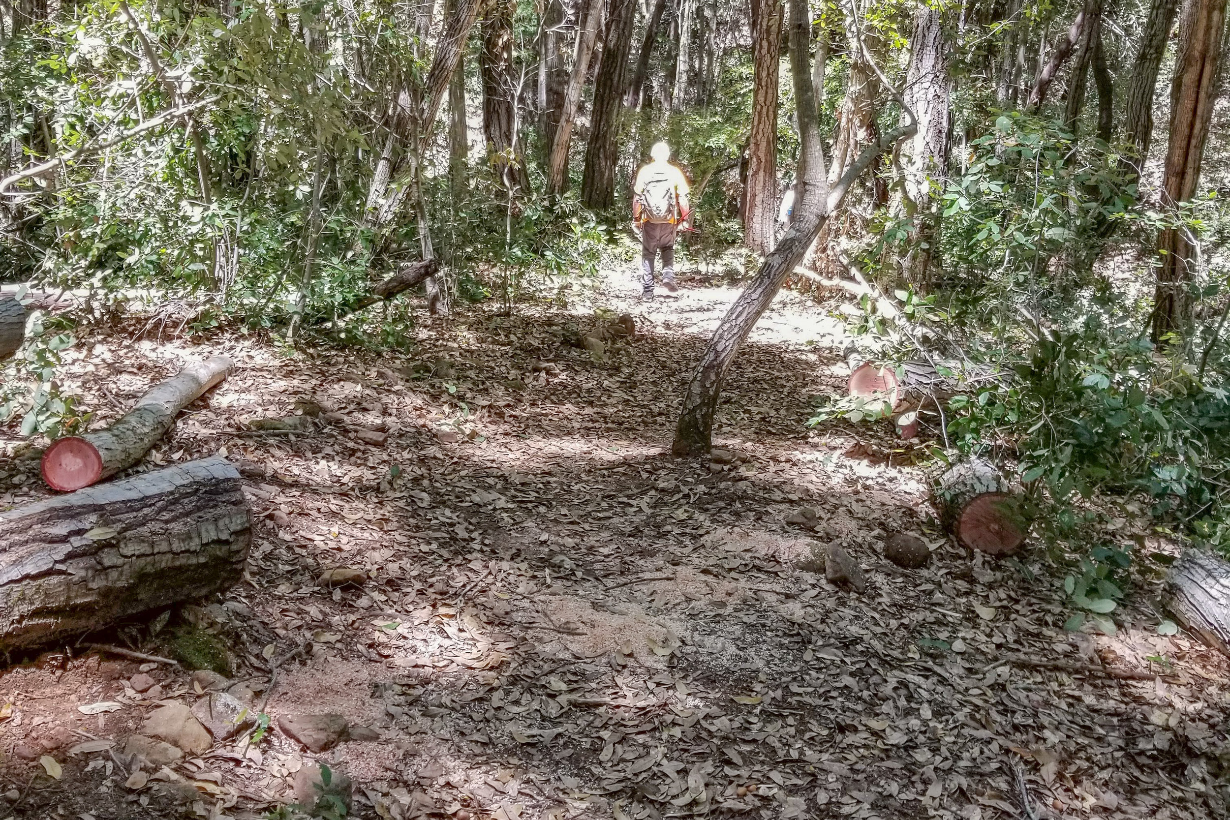 Triple tan oaks untanged.JPG