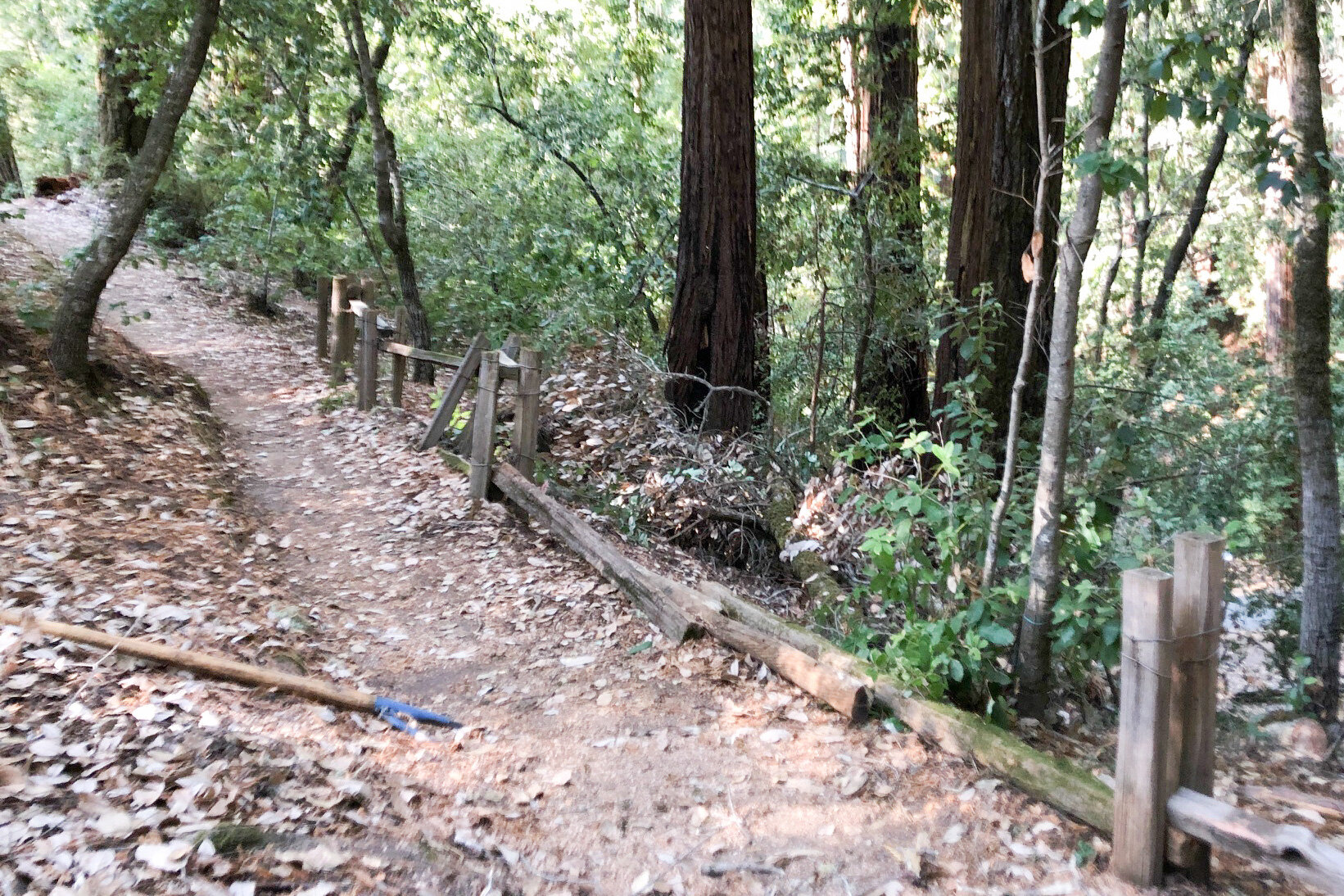 image5-sequoia.JPG