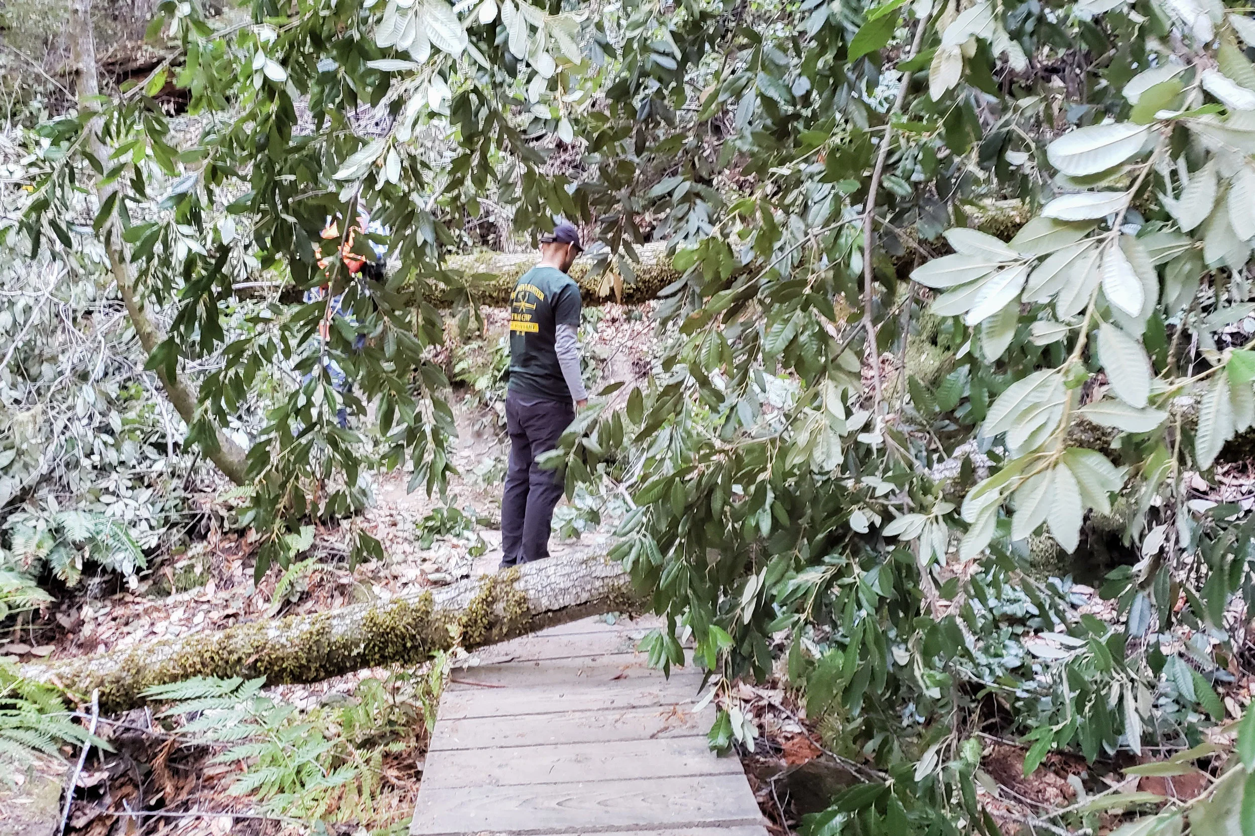 NOV 2019 - Fir on Dool, Pine Mtn, and Trip to Timm's