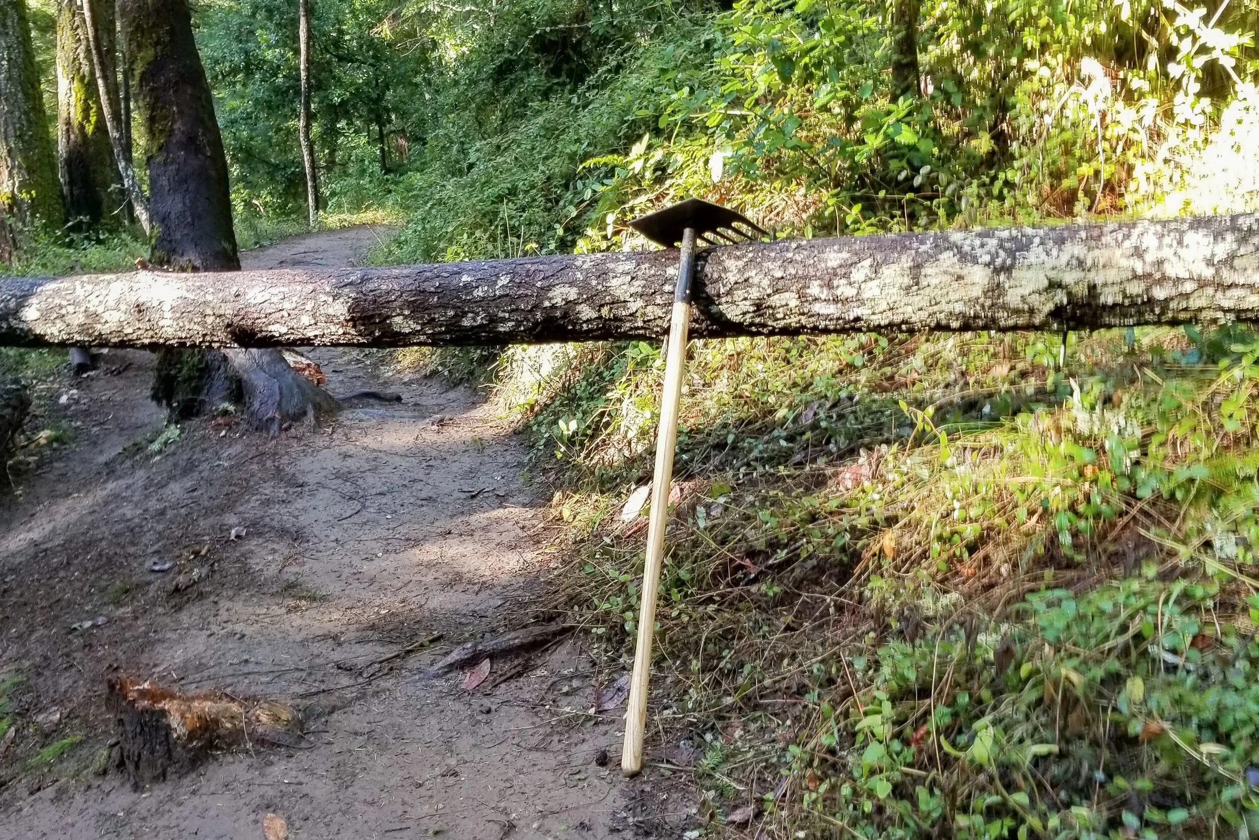 JAN 2020 - Creeping Forest-Dool, Sunset, Sequoia, STS near Barnes Kiosk 