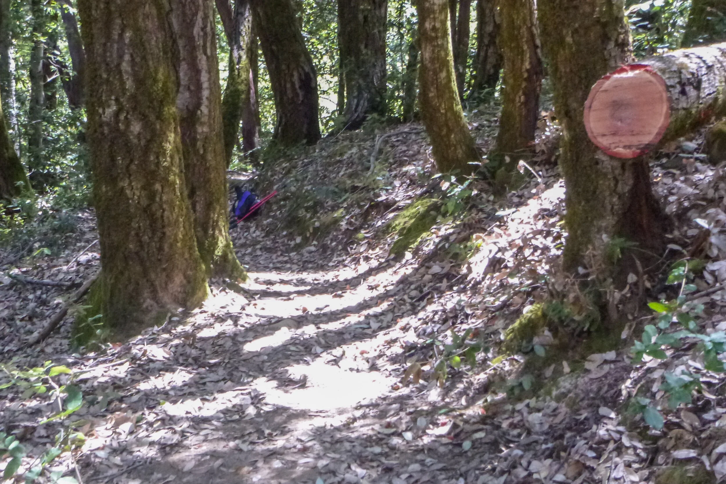 Cleared Hollow Tree.JPG