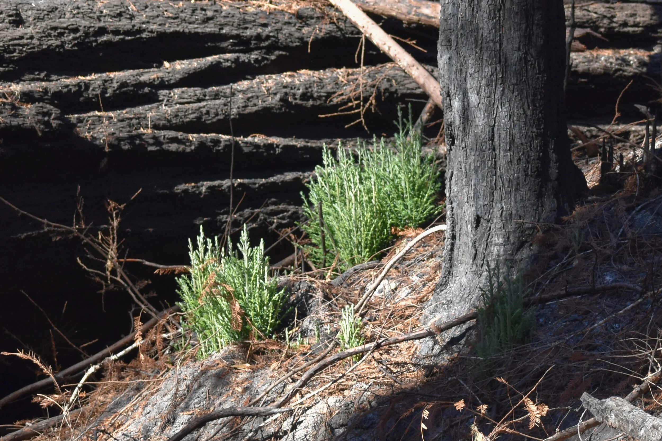 JAN 2021 - Big Basin Fire Update: Sign of New Life