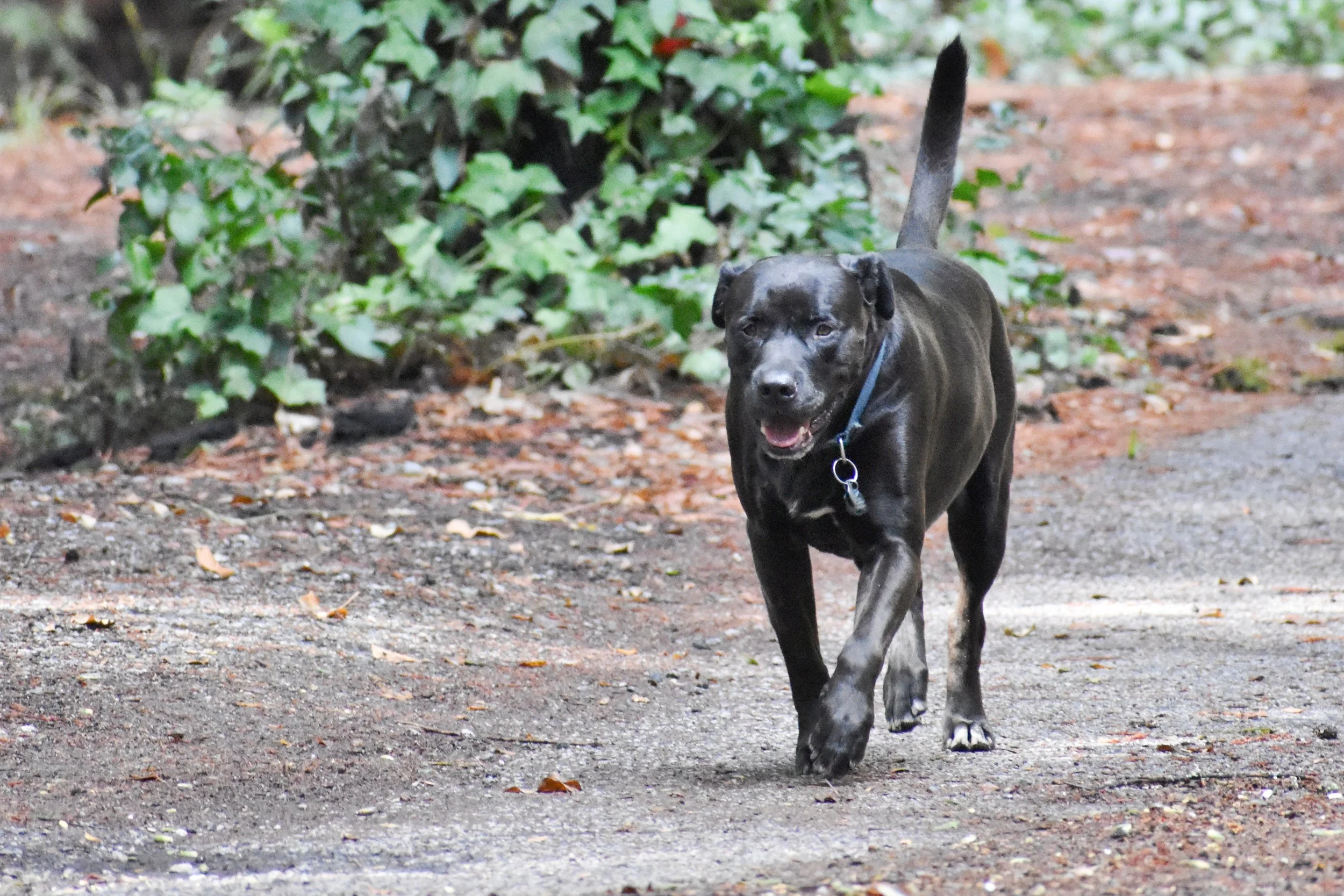 Chris_ Dog Batou.JPG