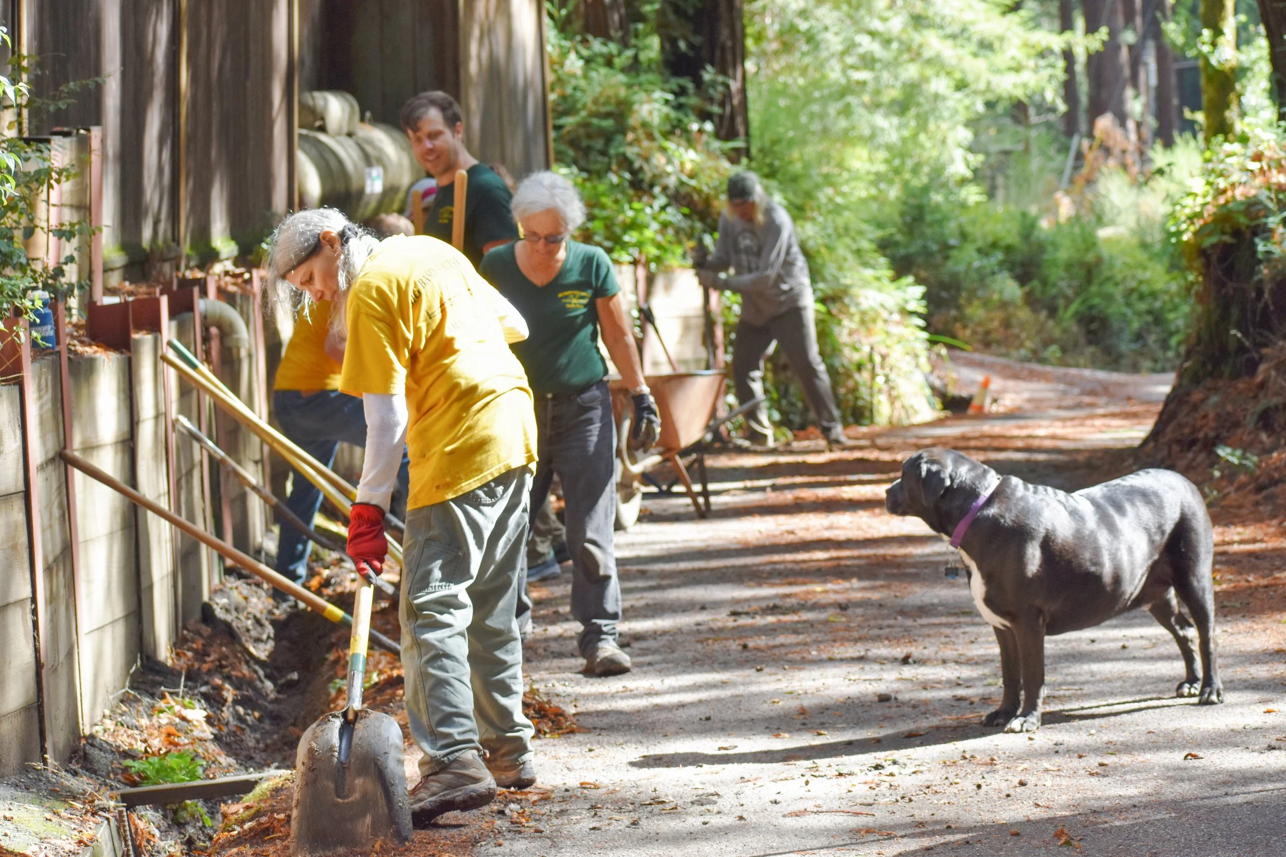 Chris_s Dog Pakkun Supervising Work.JPG