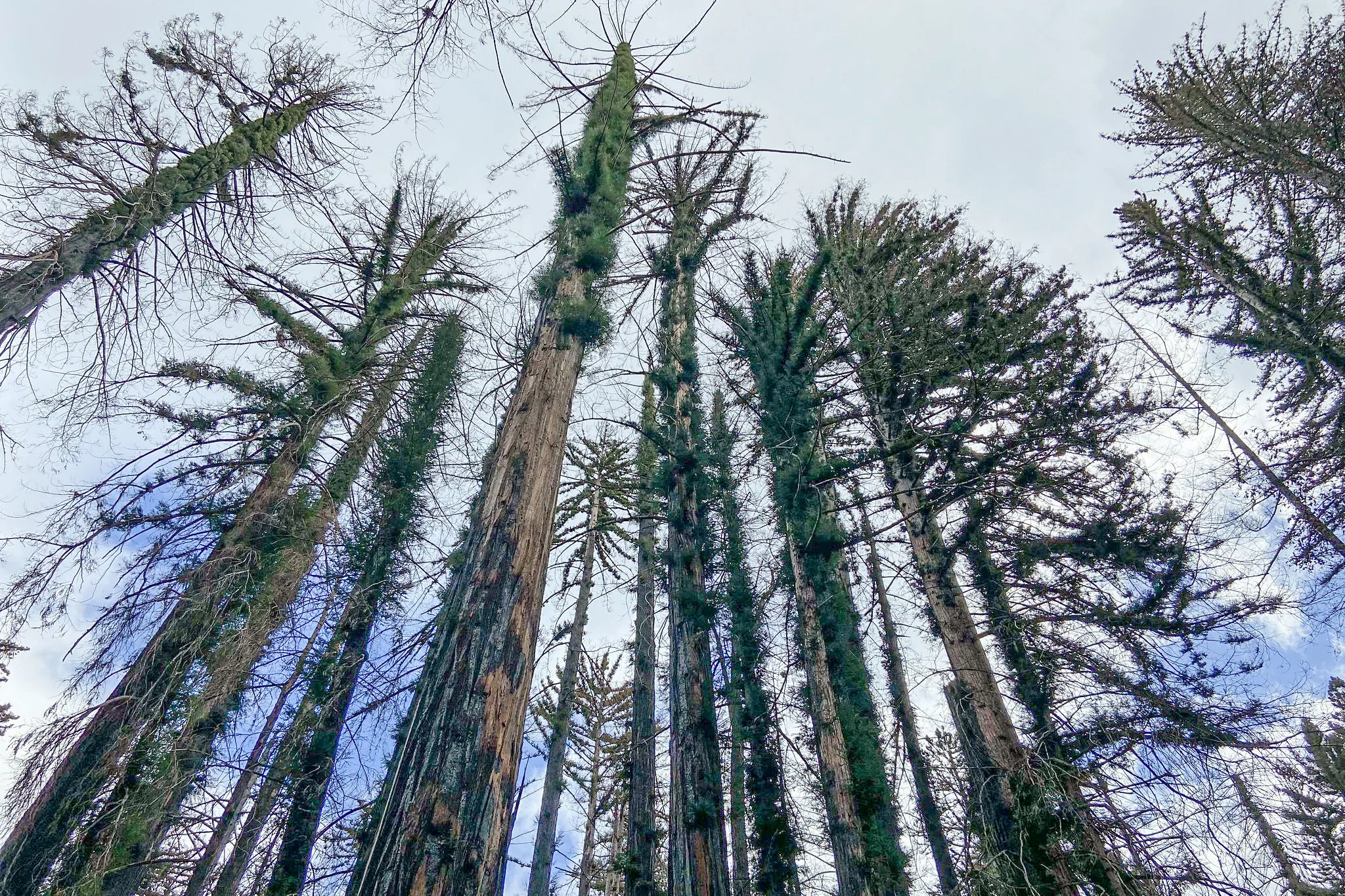 treetops.JPG