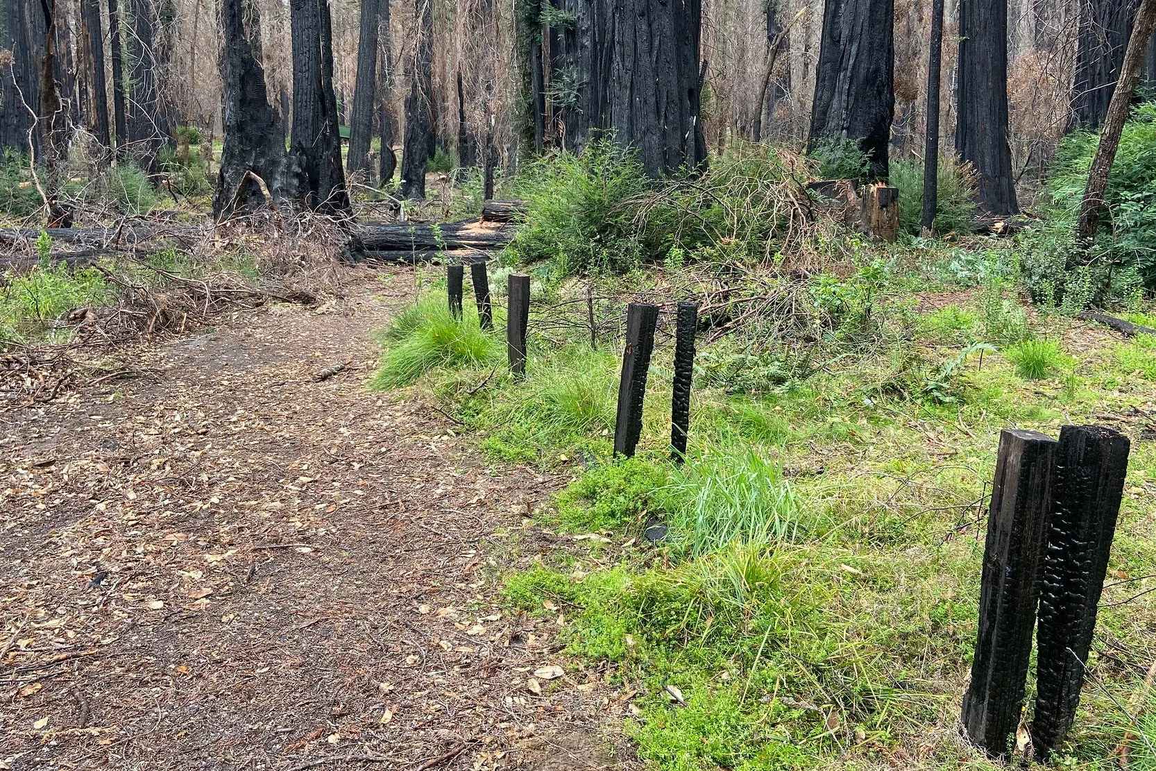 redwood-loop-trail.JPG