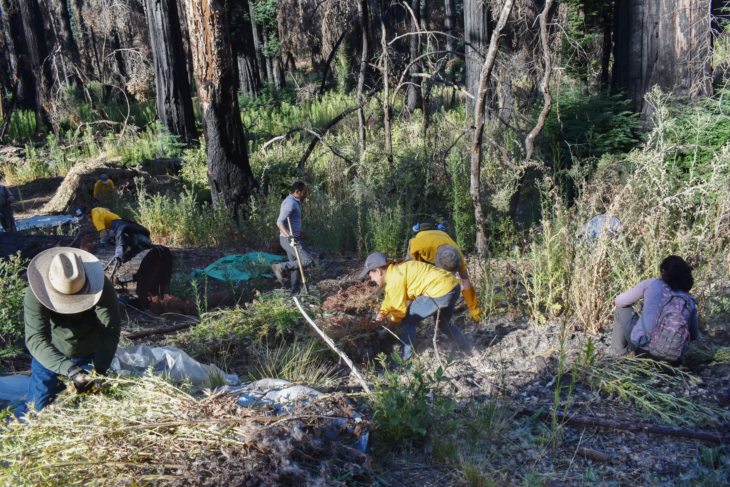 AUG 20 - More Thistle