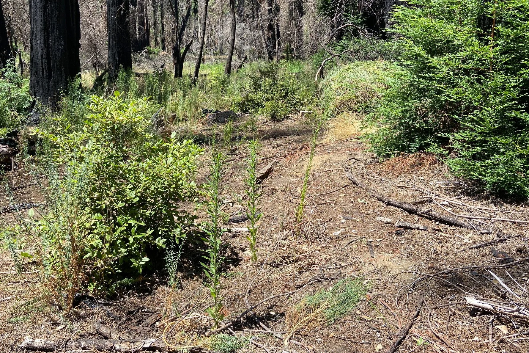 AUG 6 - Thistle and the Redwood Loop