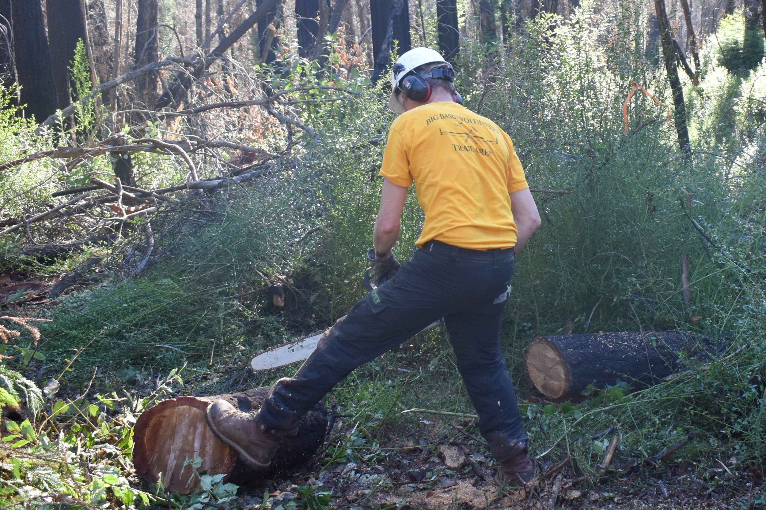 Bucking Felled Trees.JPG