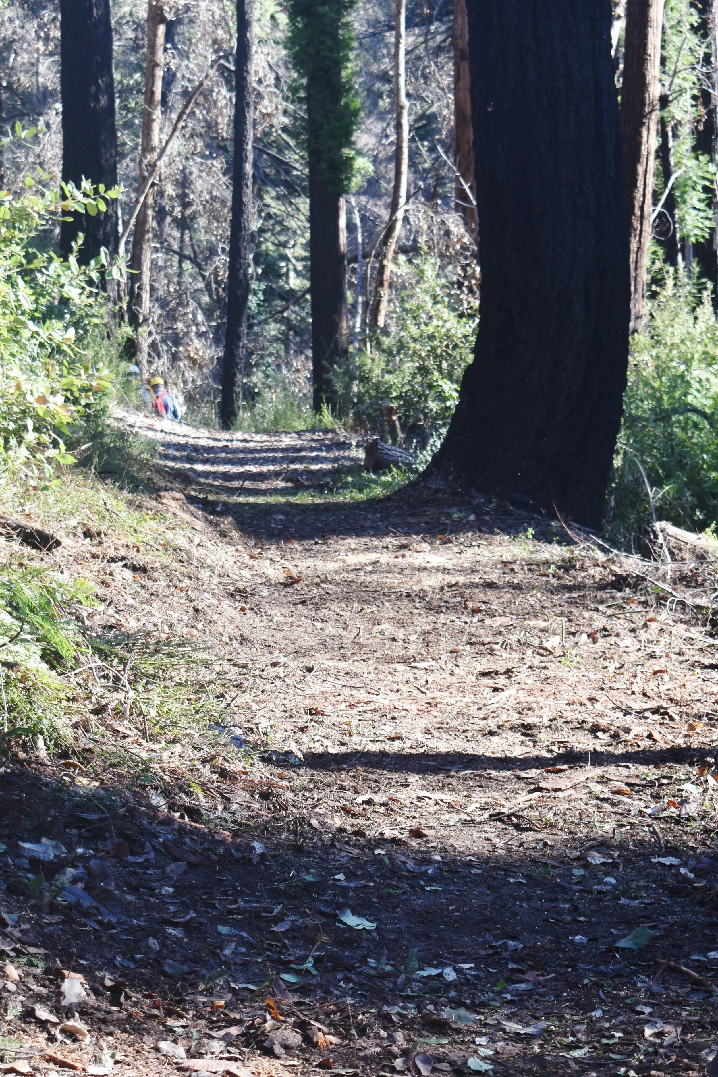 Cleared, Previosly Impassable Trail.JPG