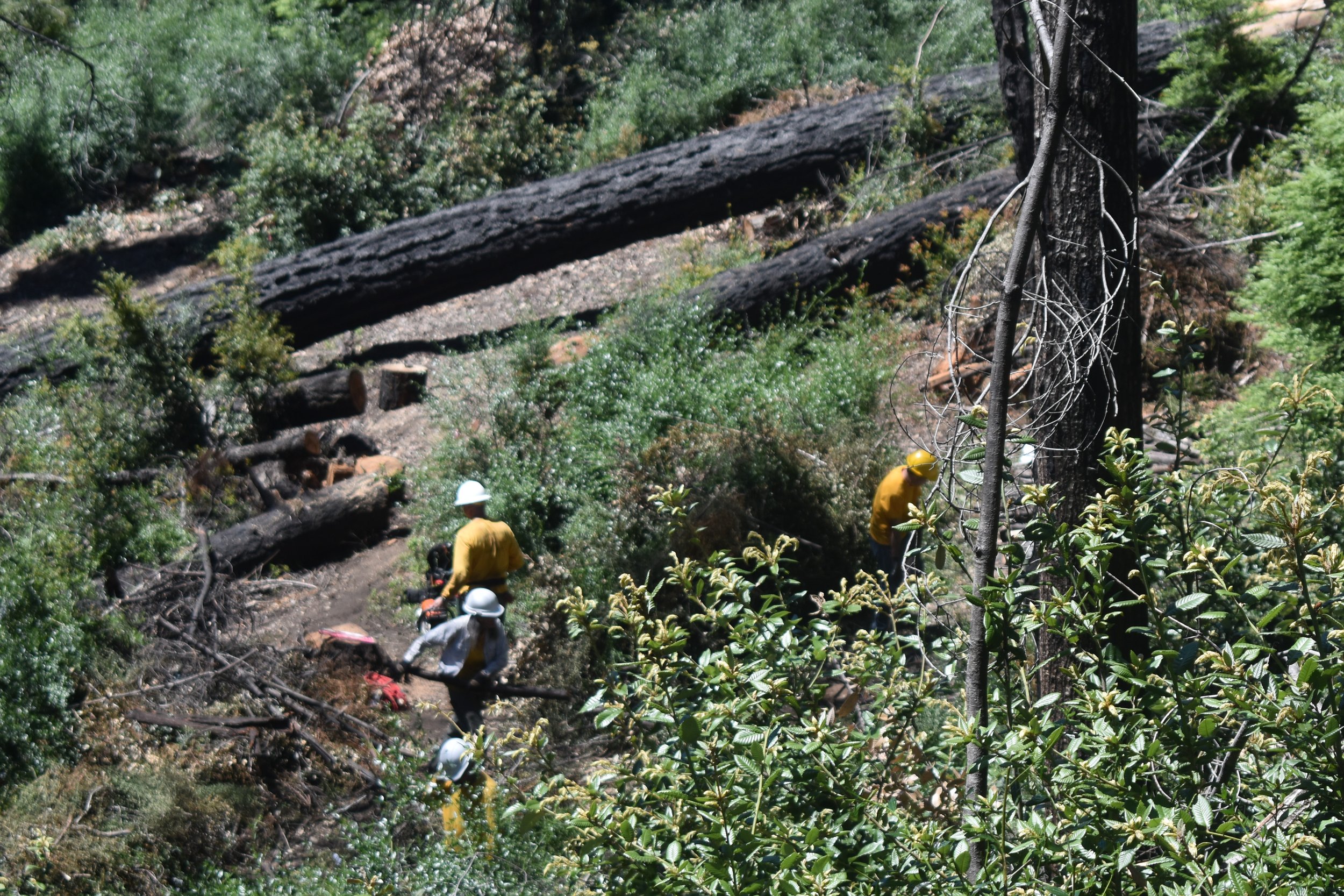 MAY 20 - Creeping Forest Trail Recovery