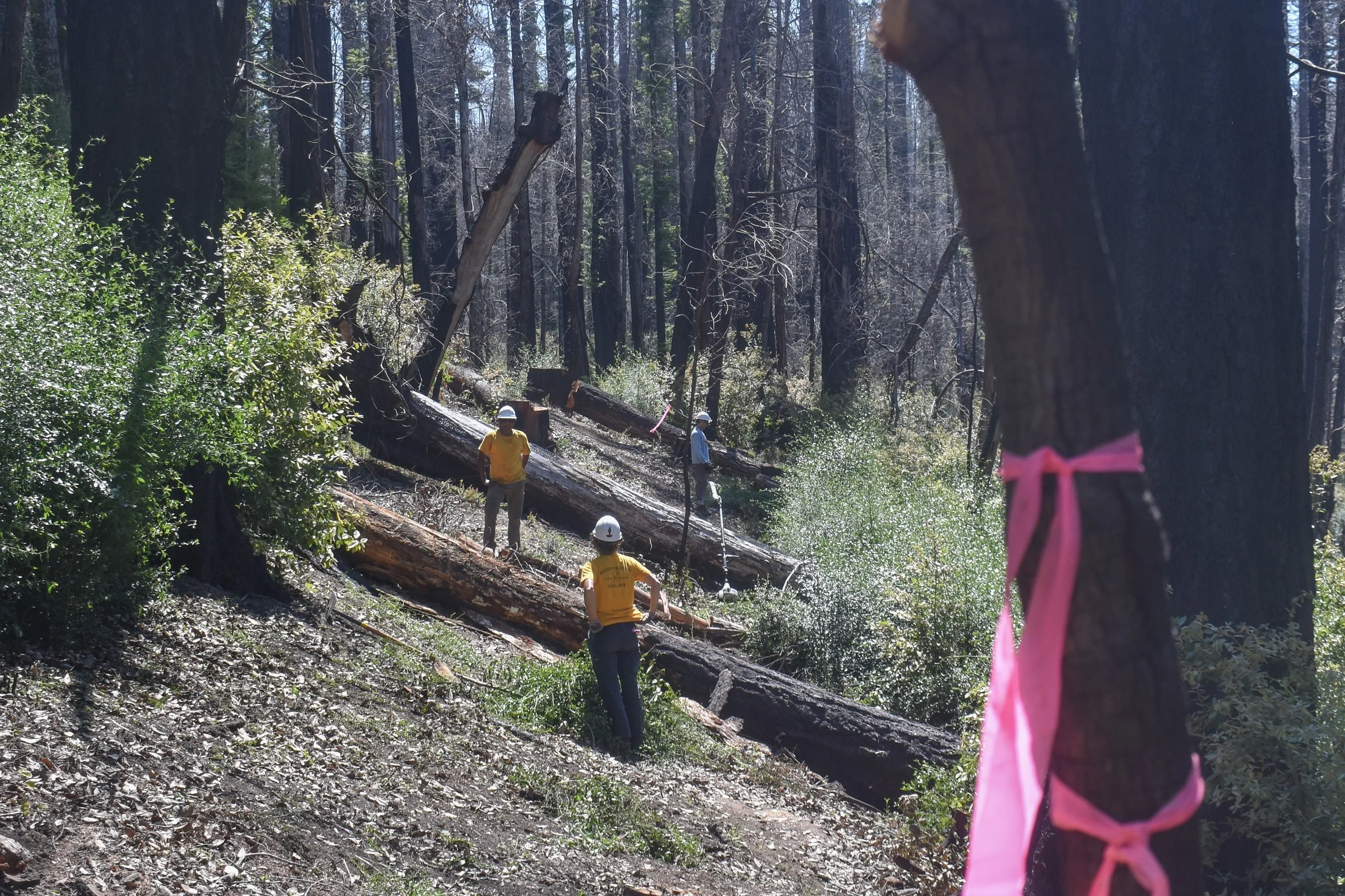 Trees to be Grip-Hoisted Off the Trail vs Bucking Them.jpg