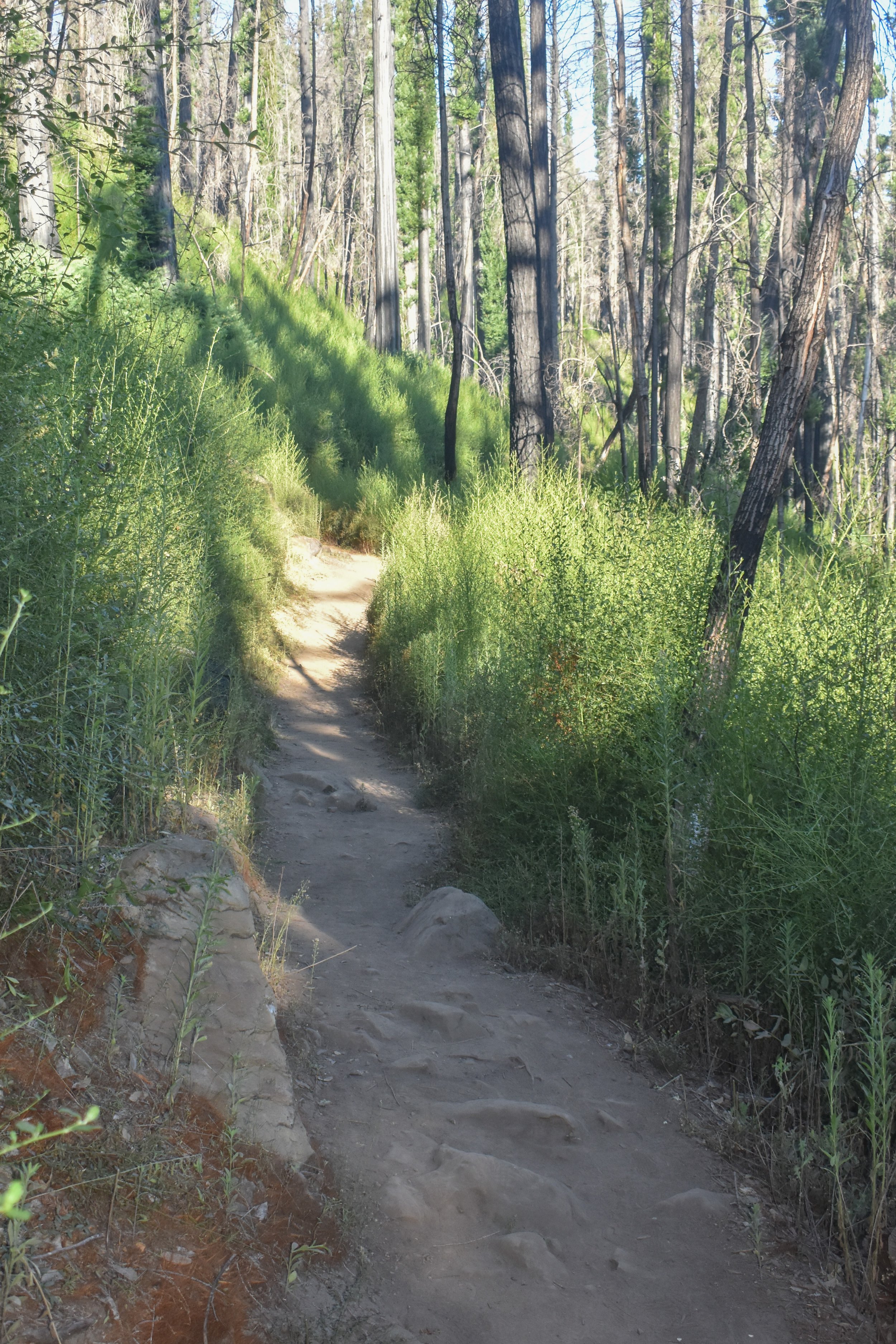 20230909-Dool Before Brushing Trail Edge.jpg